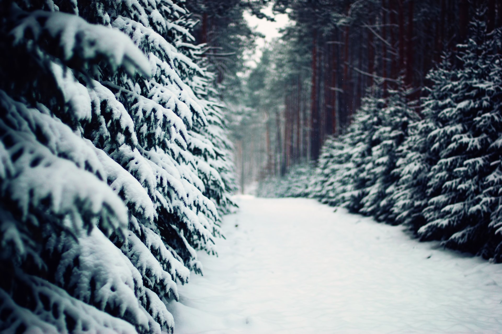 winter forest spruce pine track trail nature poland