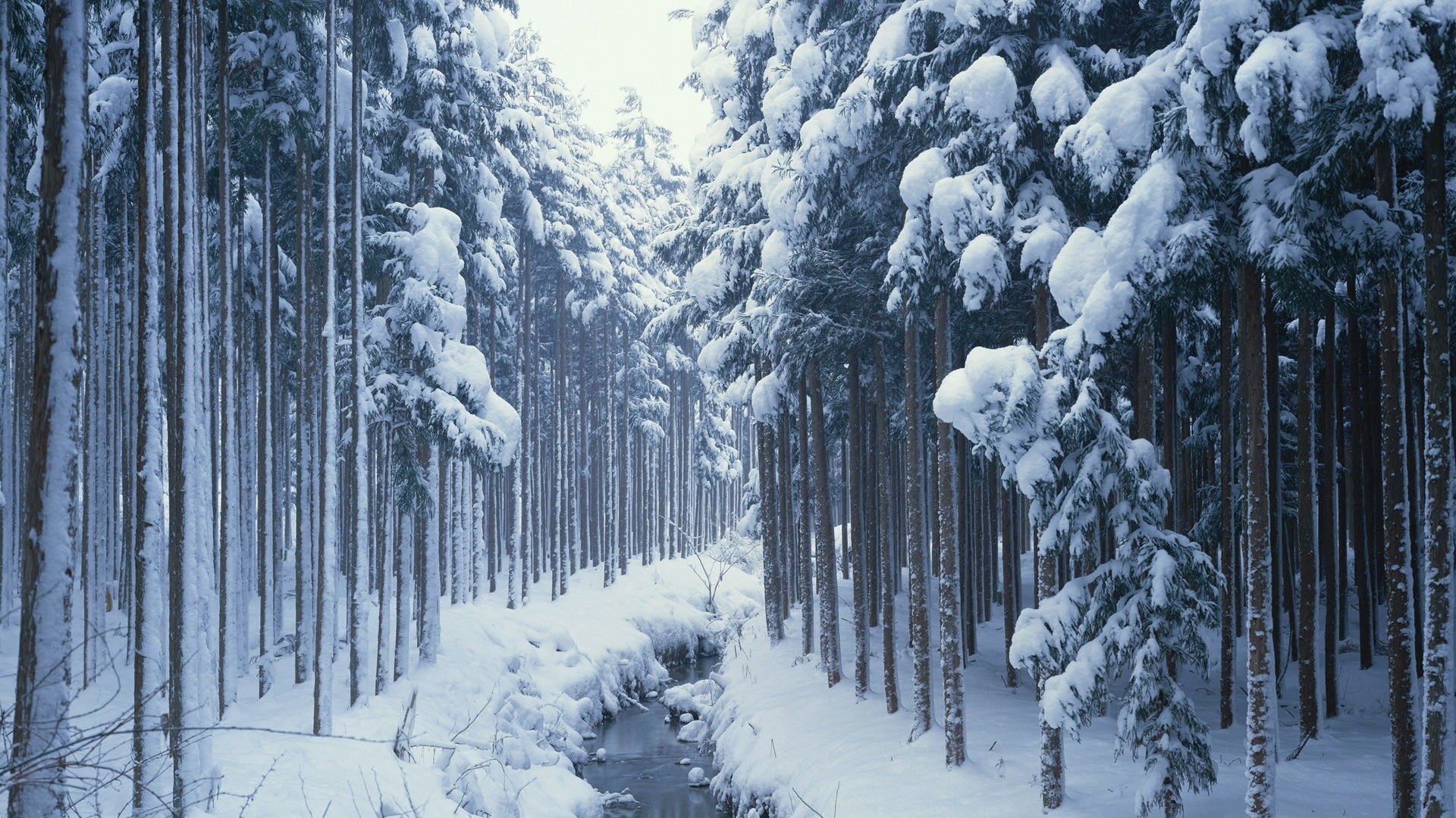 nature forest winter snow creek