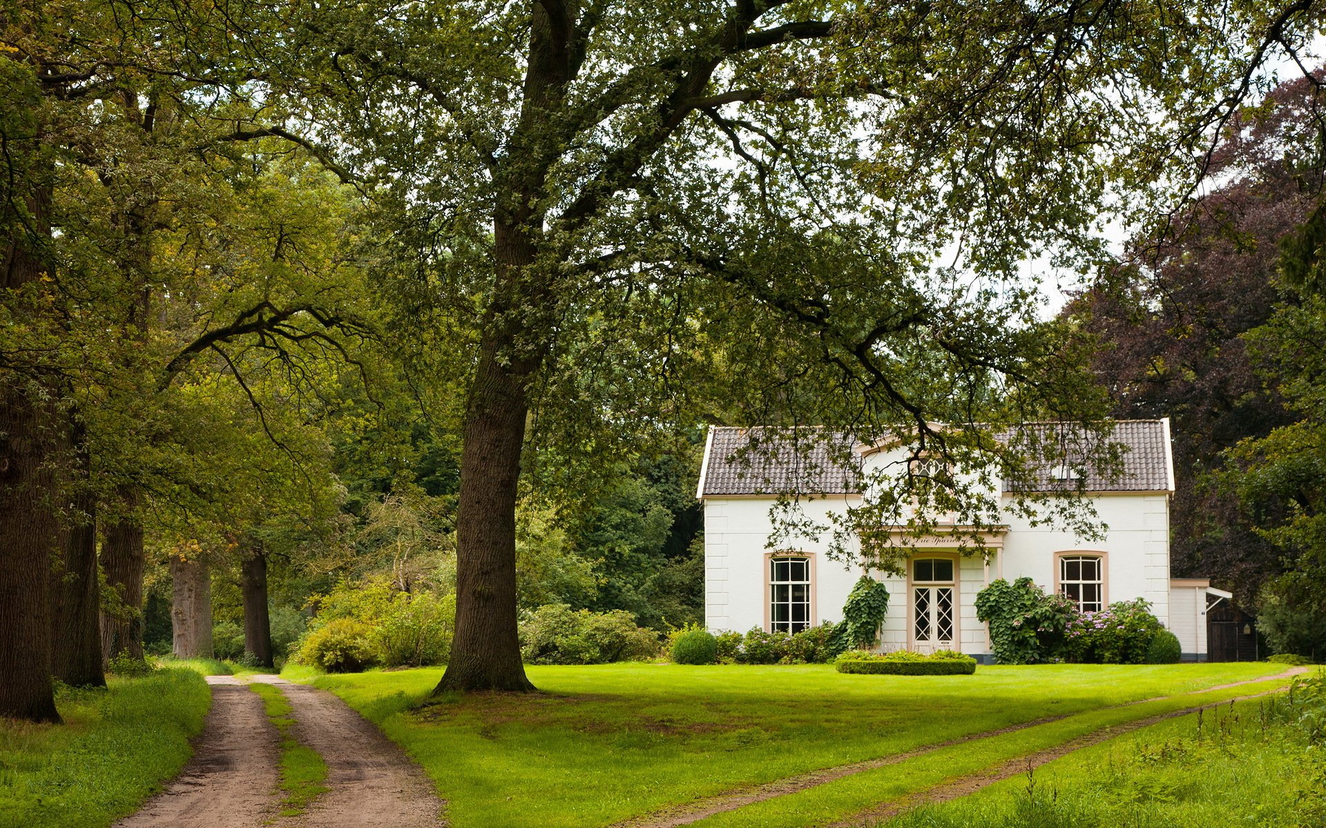 house road tree