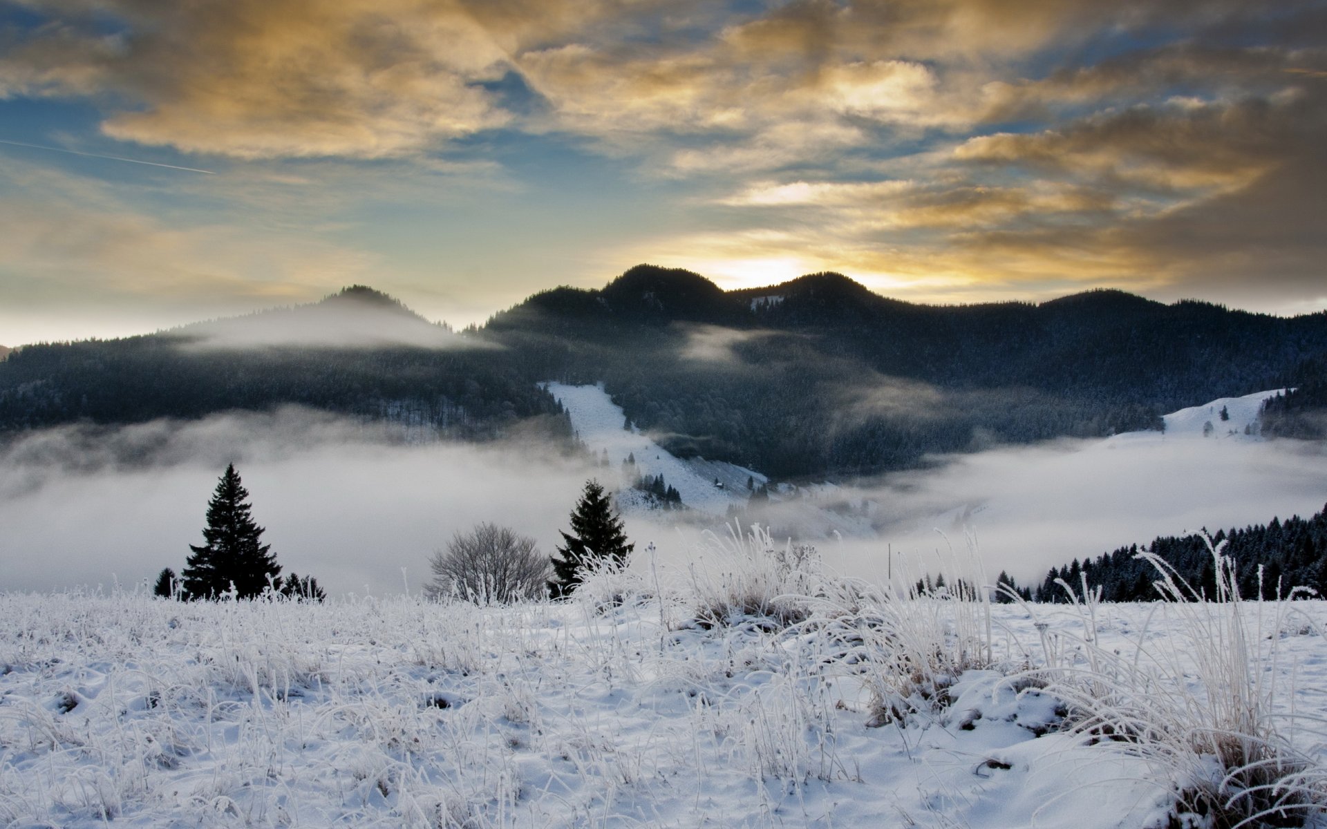 winter schnee frost hügel wald bäume weihnachtsbäume abend himmel wolken dunst