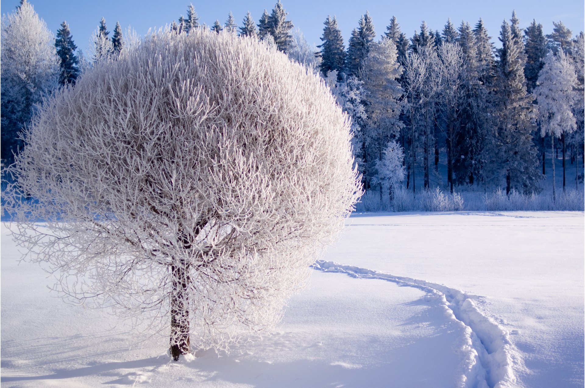 nature hiver forêt arbre neige givre