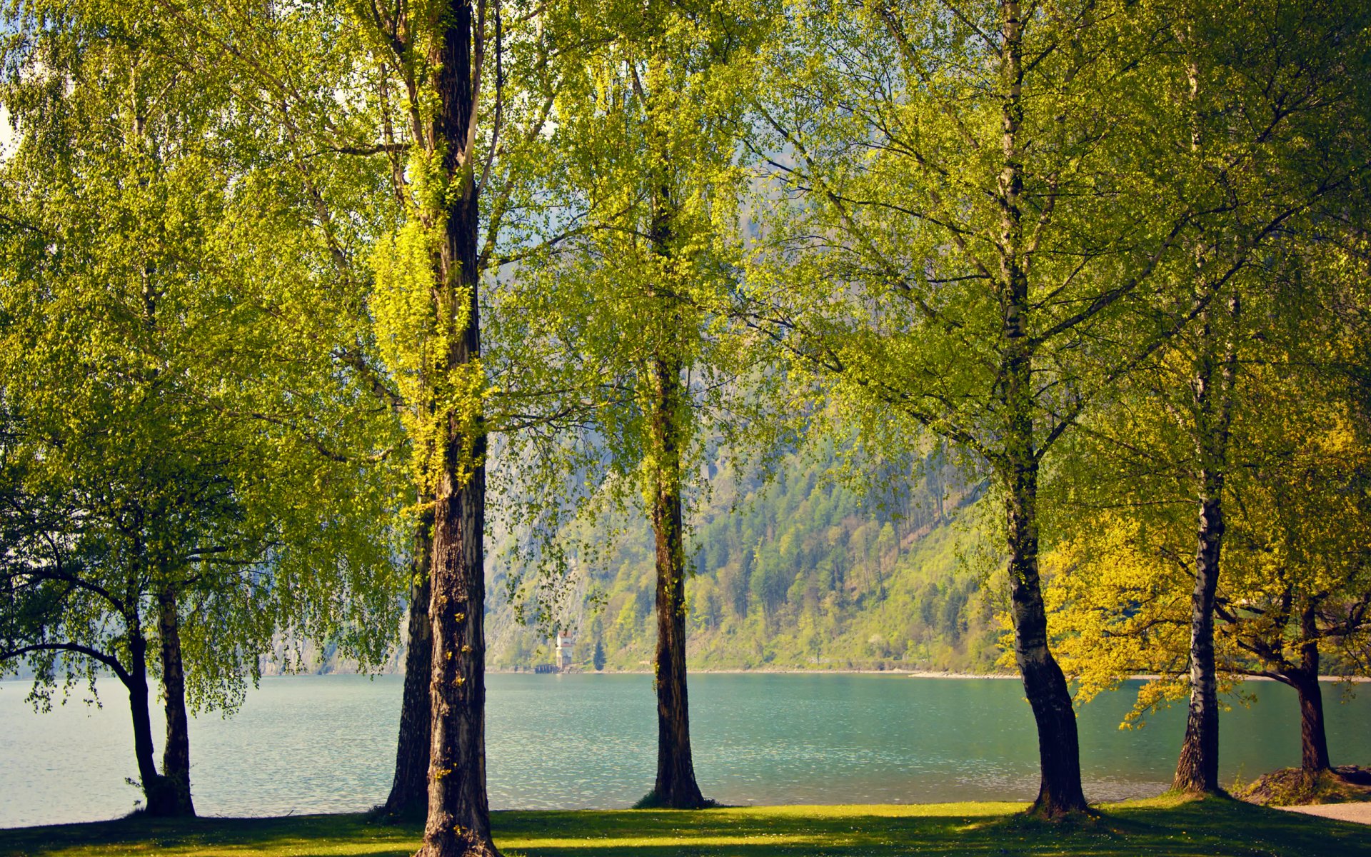 suiza primavera abedules árboles lago naturaleza