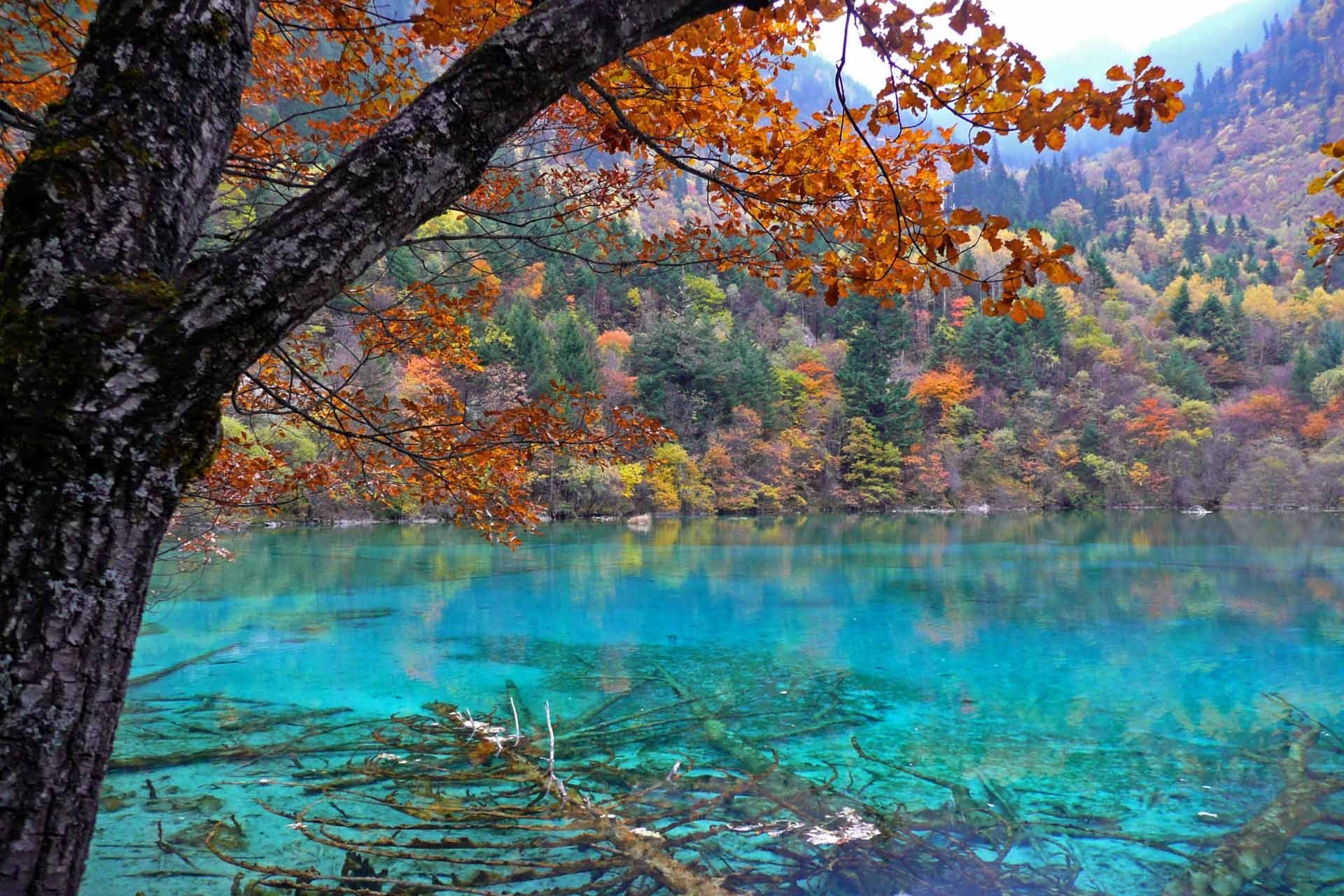 natura foresta lago alberi autunno