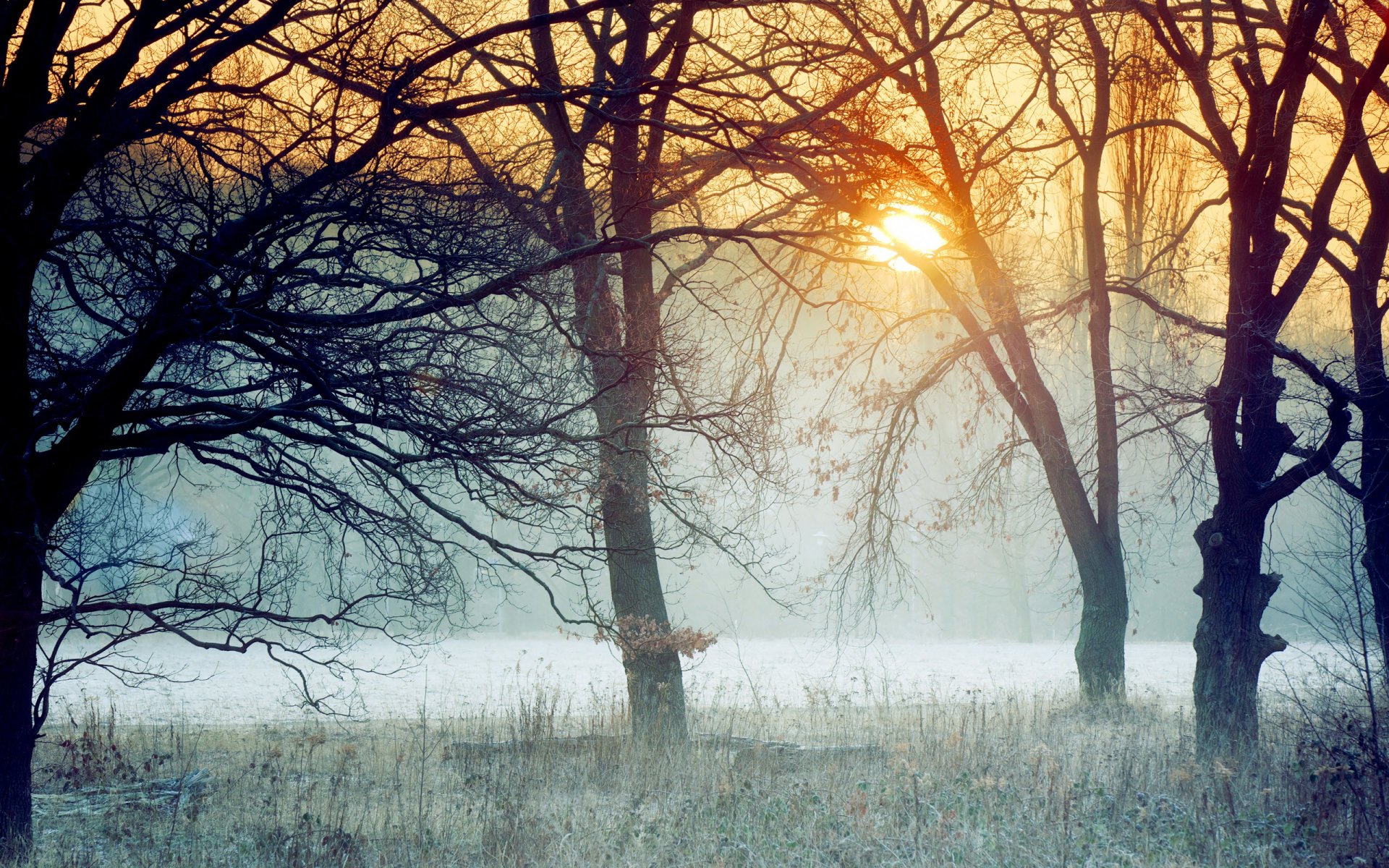 tramonto alberi sole