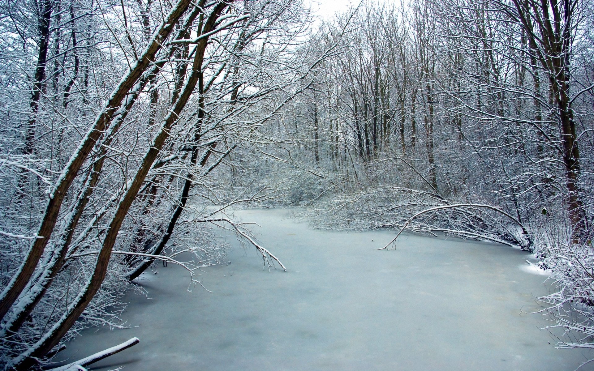 hiver givre glace rivière arbres