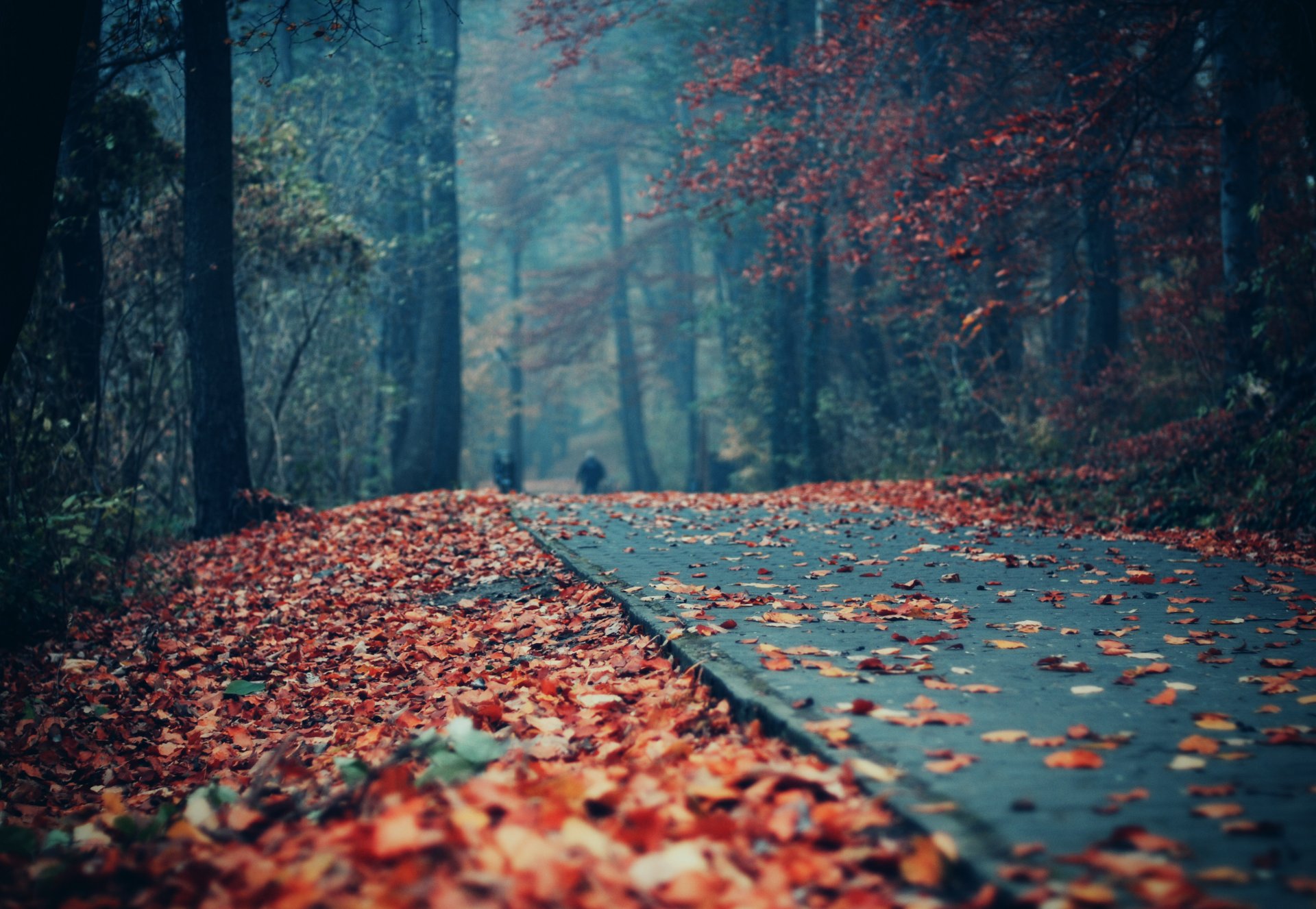 otoño parque follaje camino personas