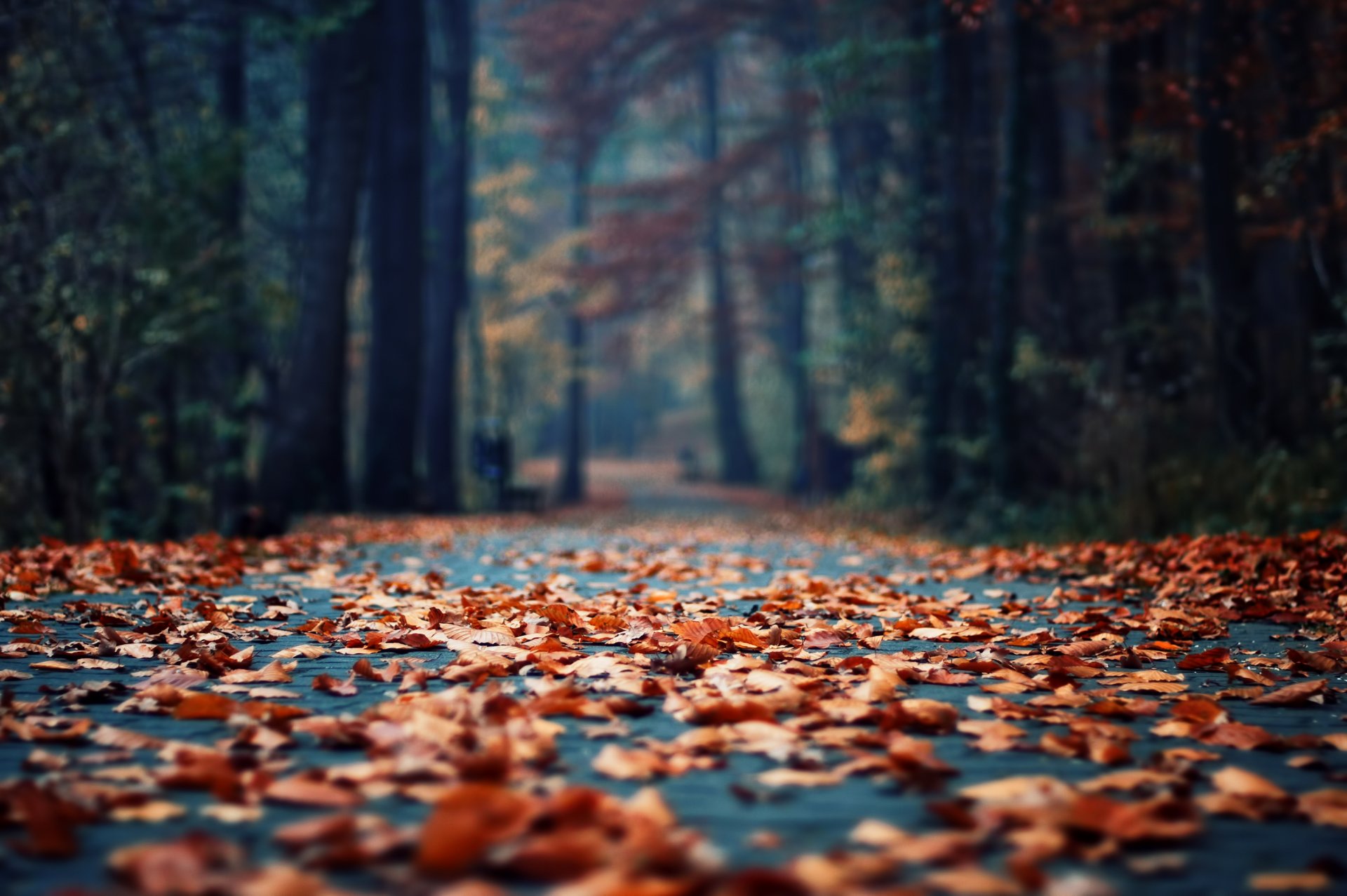 autumn park morning leaves foliage asphalt focus bokeh