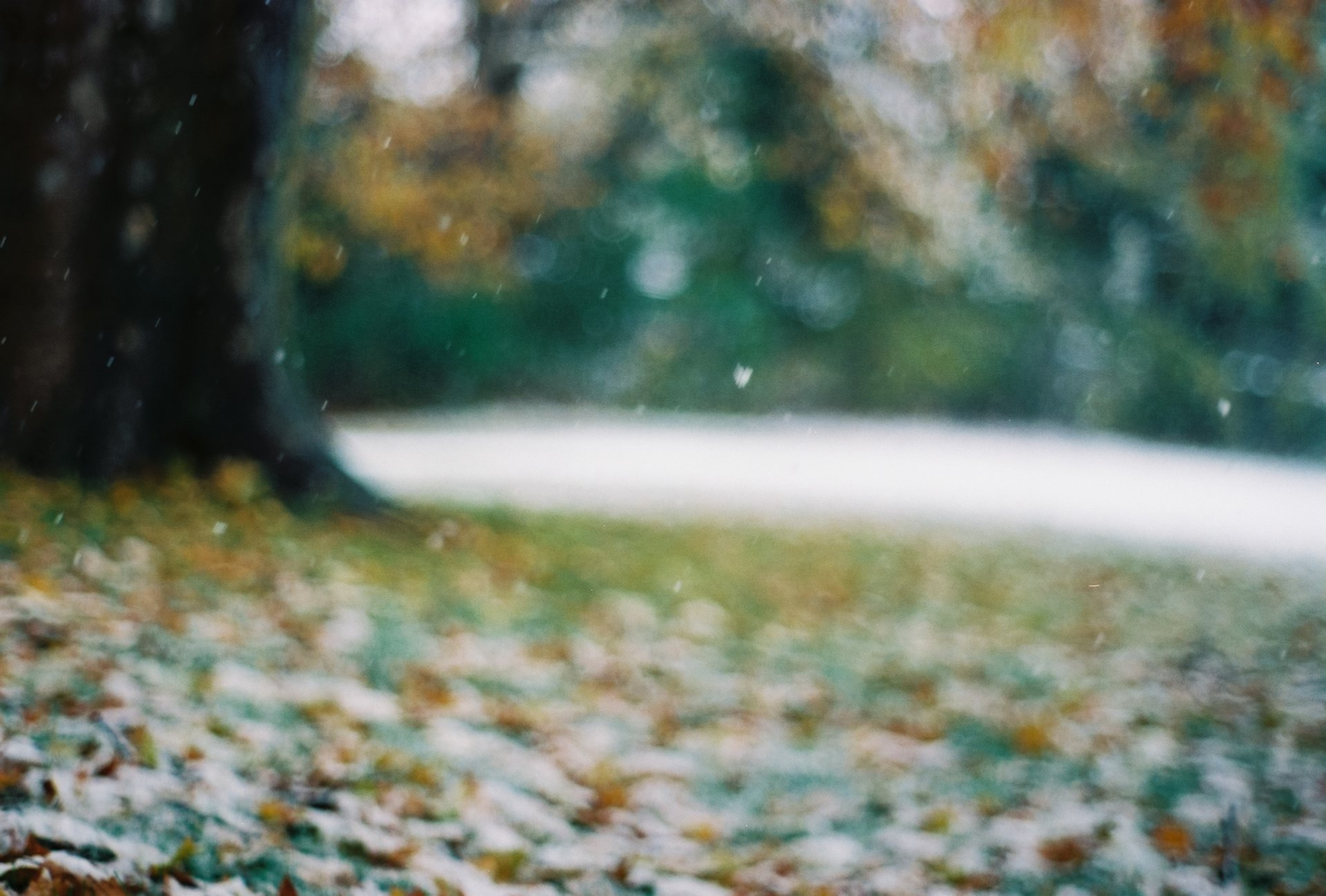 tree leaves late autumn the first snow snowflakes blur reflections bokeh