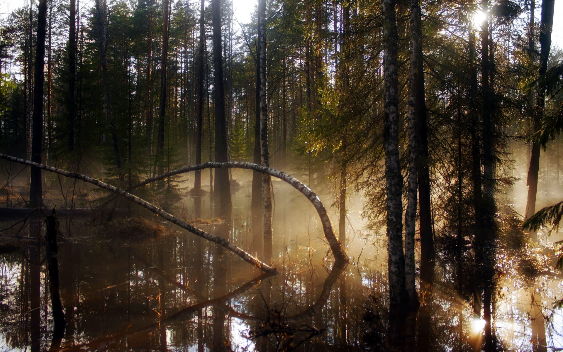 foresta alberi luce natura