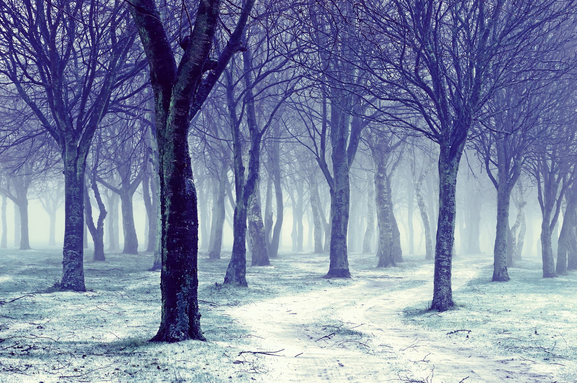 natur winter bäume nackt straße schnee