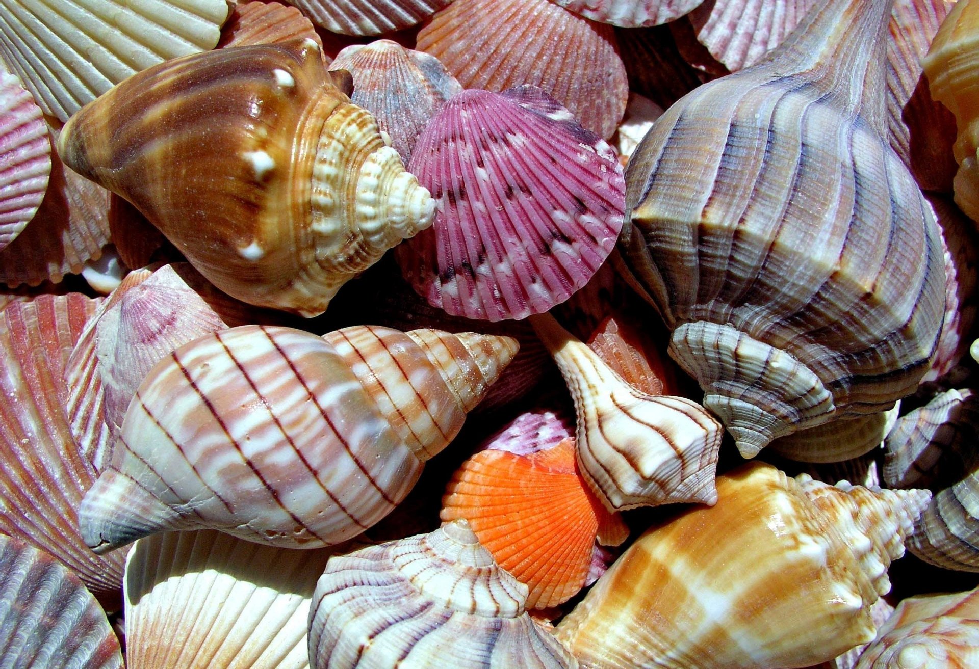 naturaleza mundo marino conchas color macro