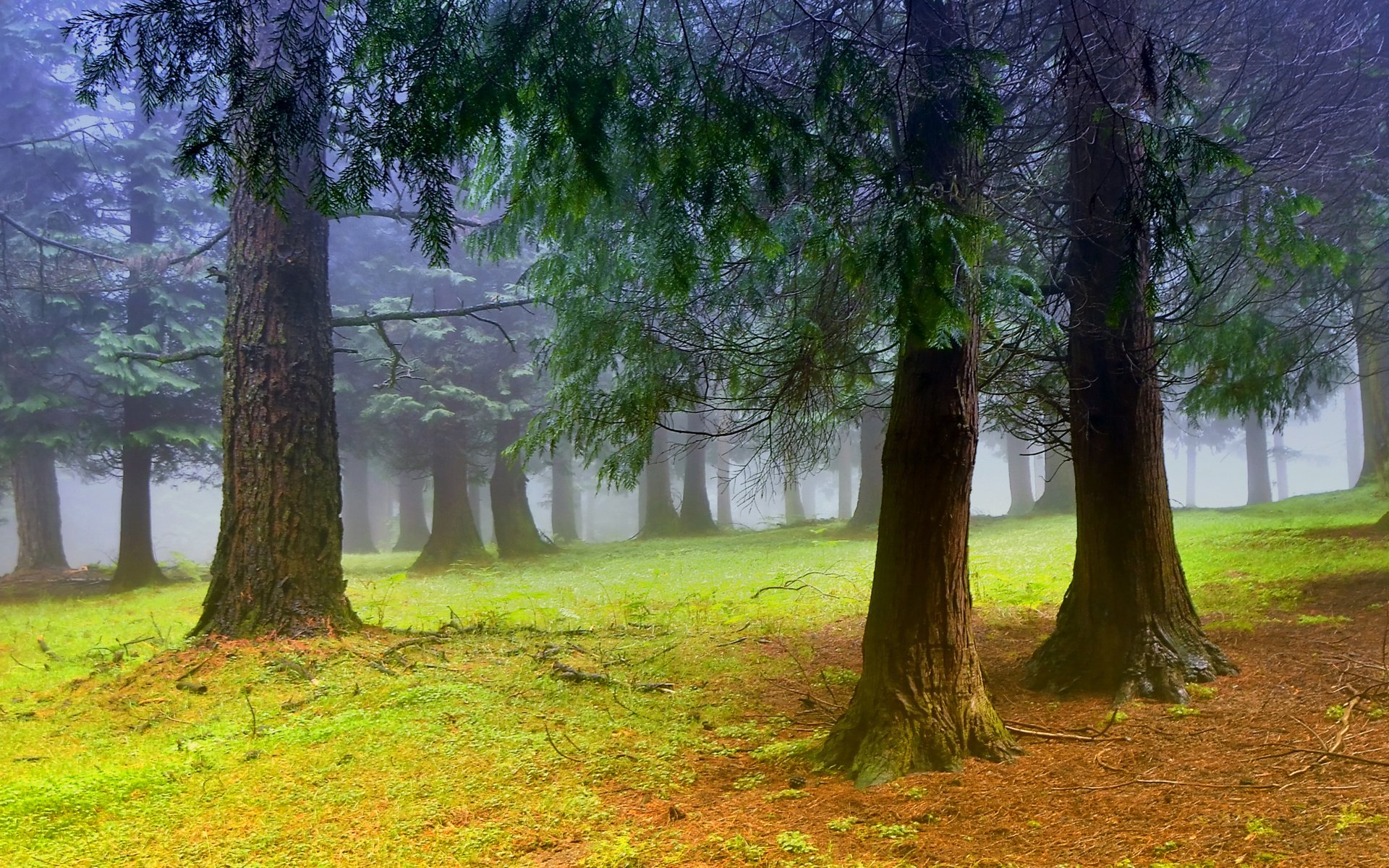 wald bäume morgen dunst nebel