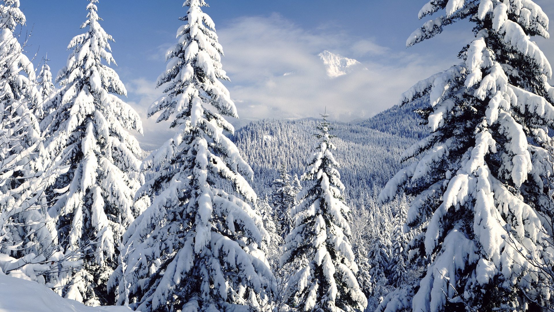 inverno natura foresta alberi di natale