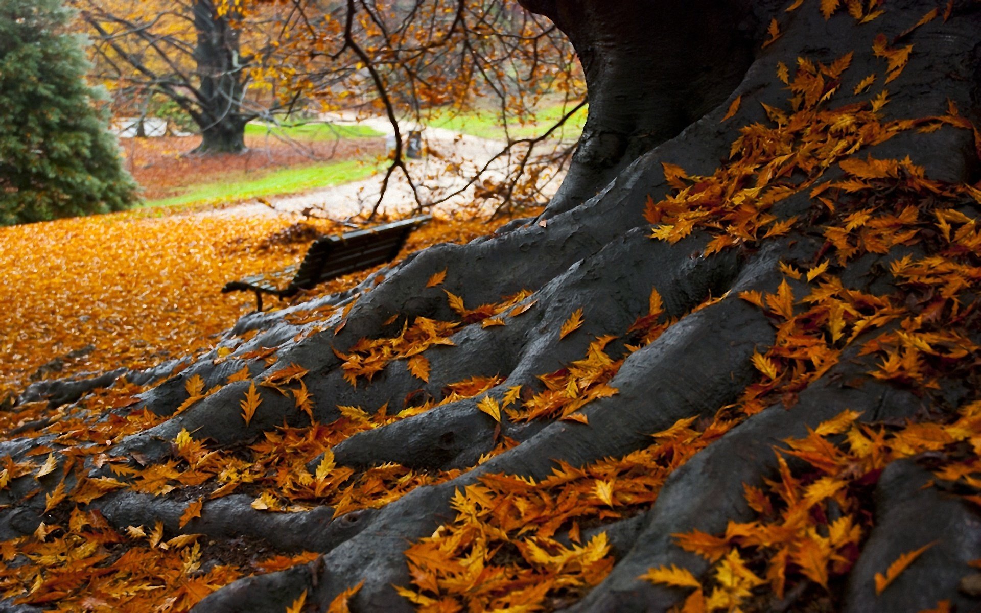 otoño parque banco árbol hojas