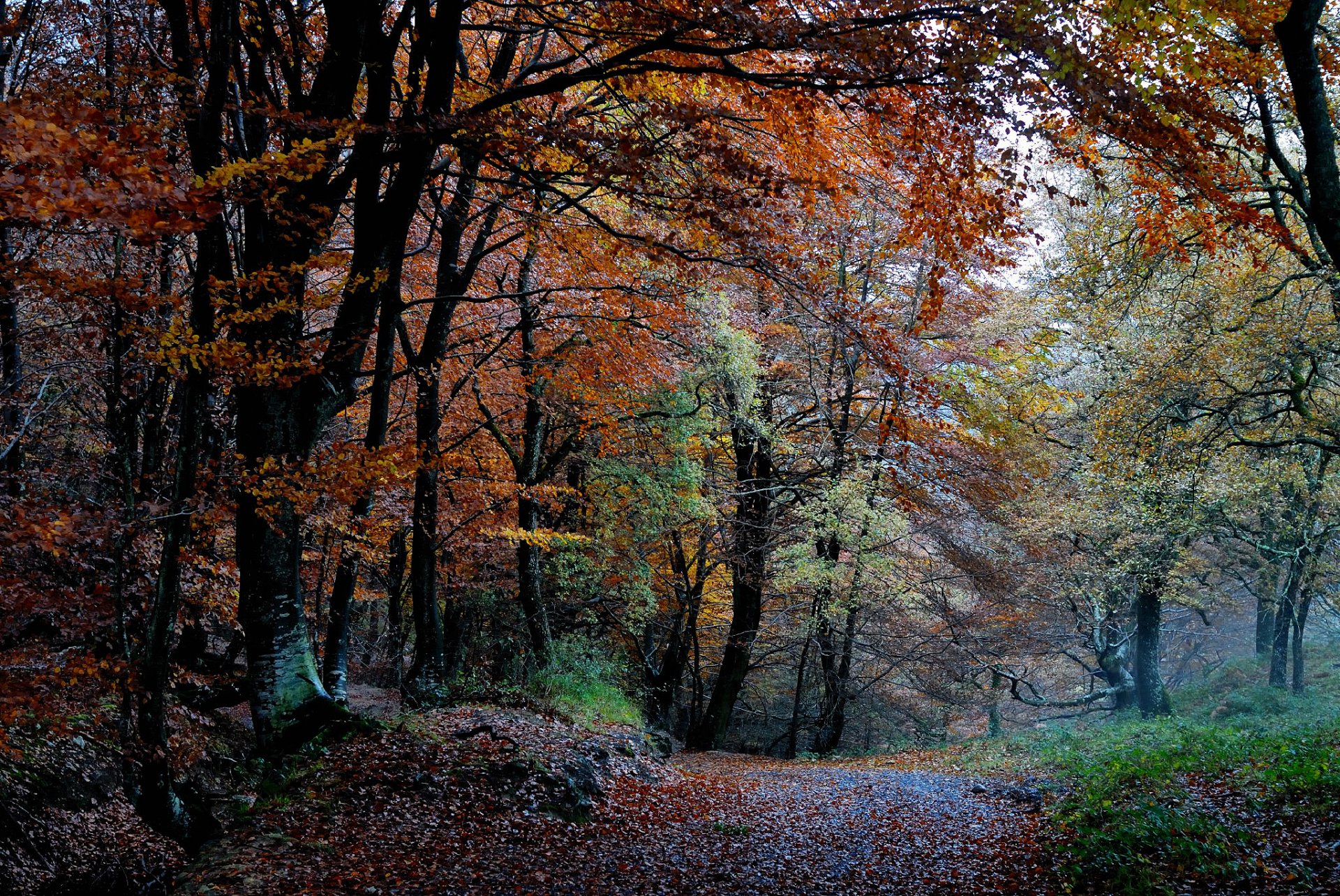 naturaleza bosque otoño árboles follaje pintura