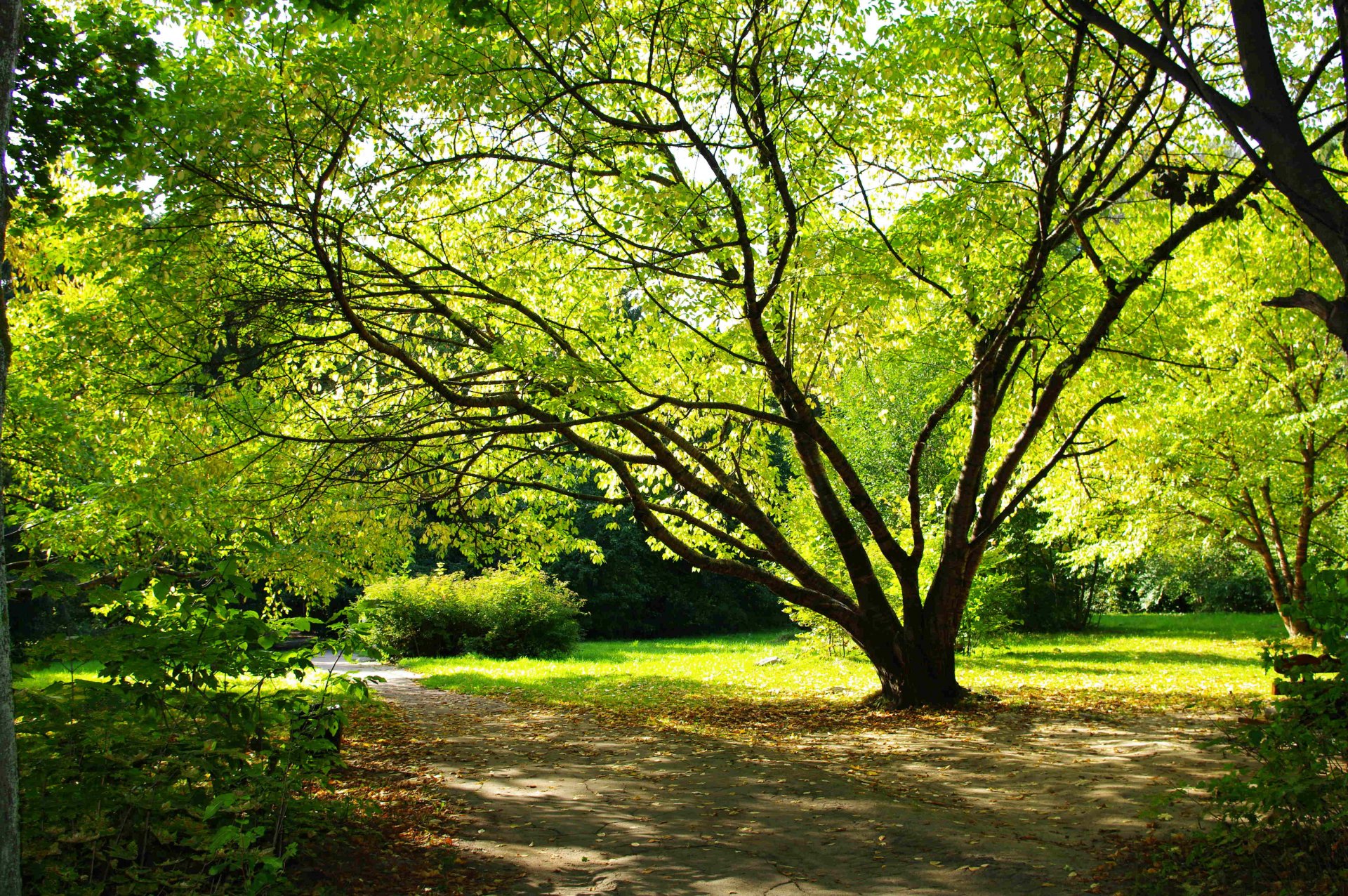 baum park blätter sommer erde pflanzen natur romantik