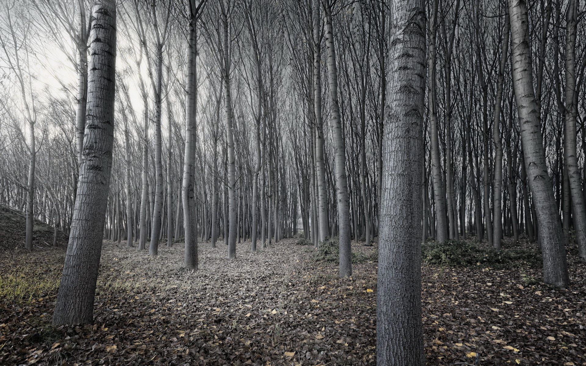 foresta alberi natura