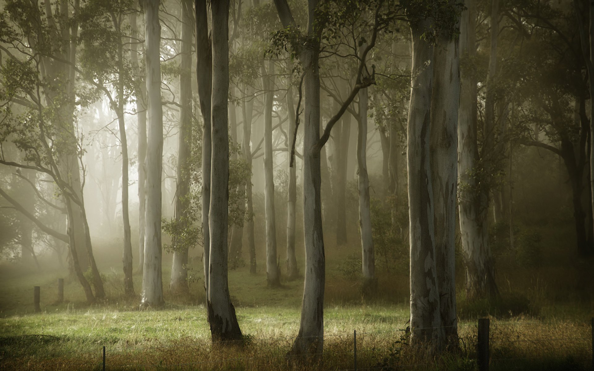 verano árboles niebla