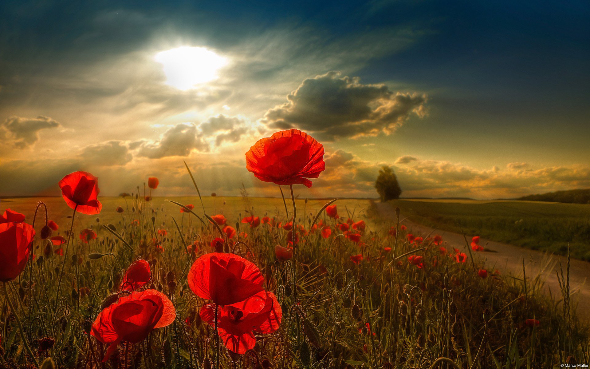 flower sun cloud