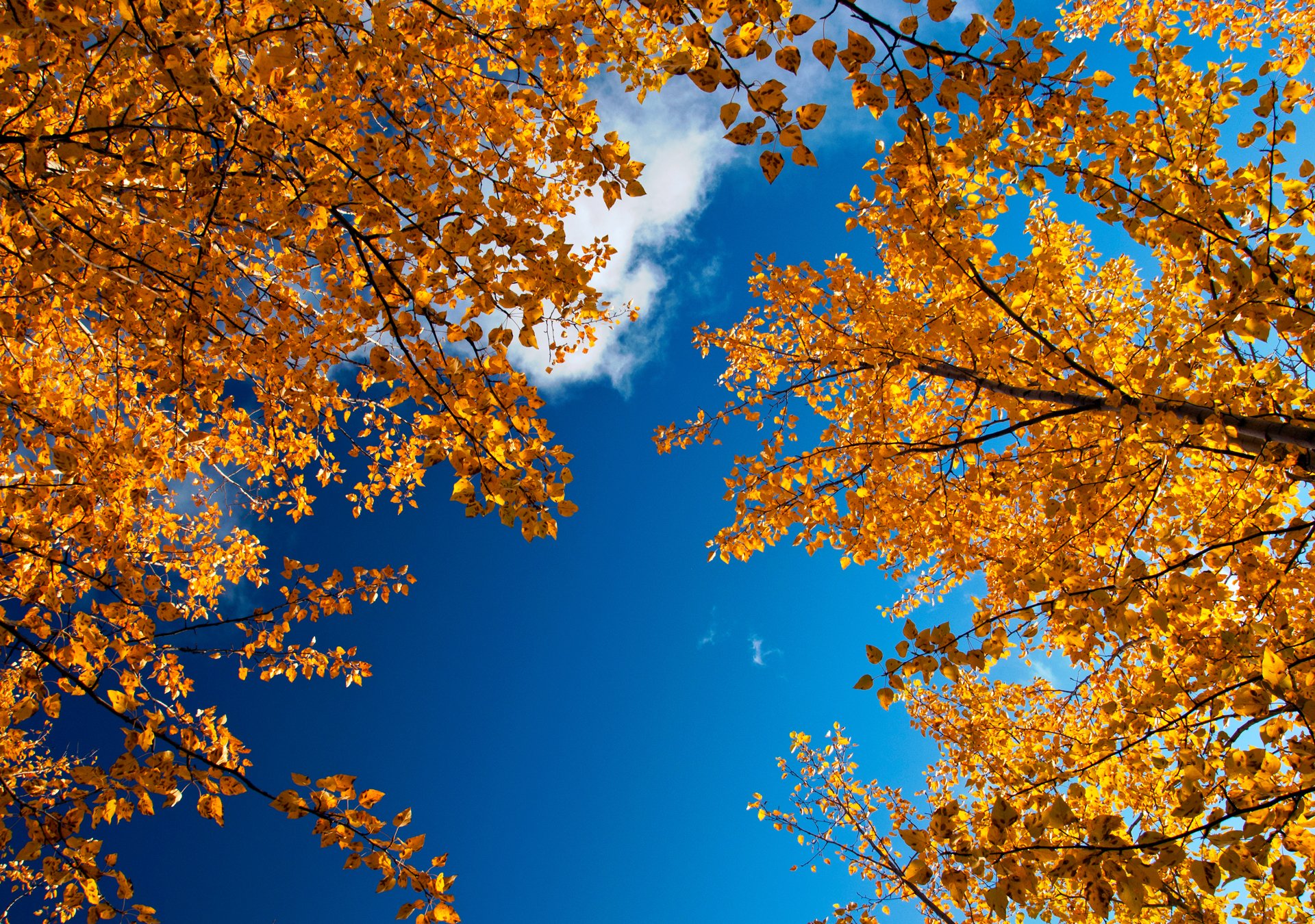 natura autunno dorato rami fogliame cielo