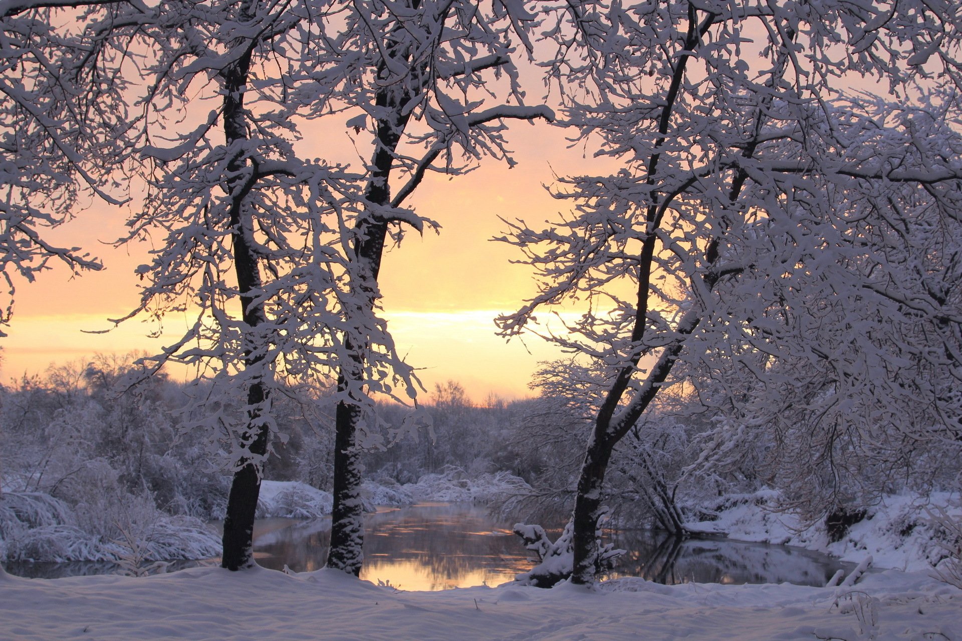 winter tree snow sunset