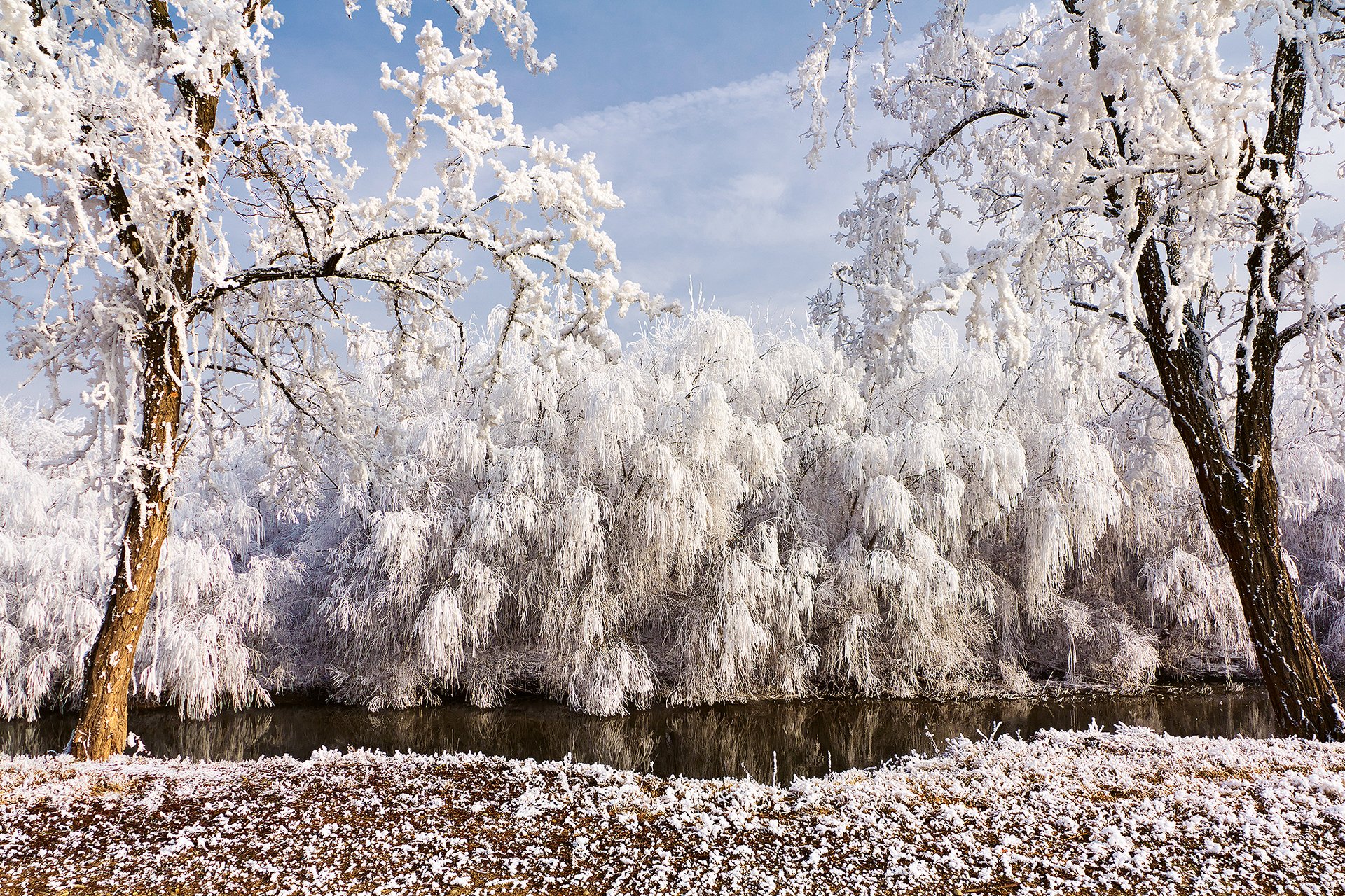 природа зима река деревья ивы иней