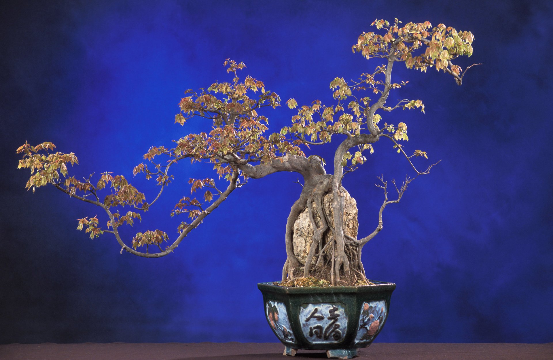 natura pianta albero bonsai sfondo blu