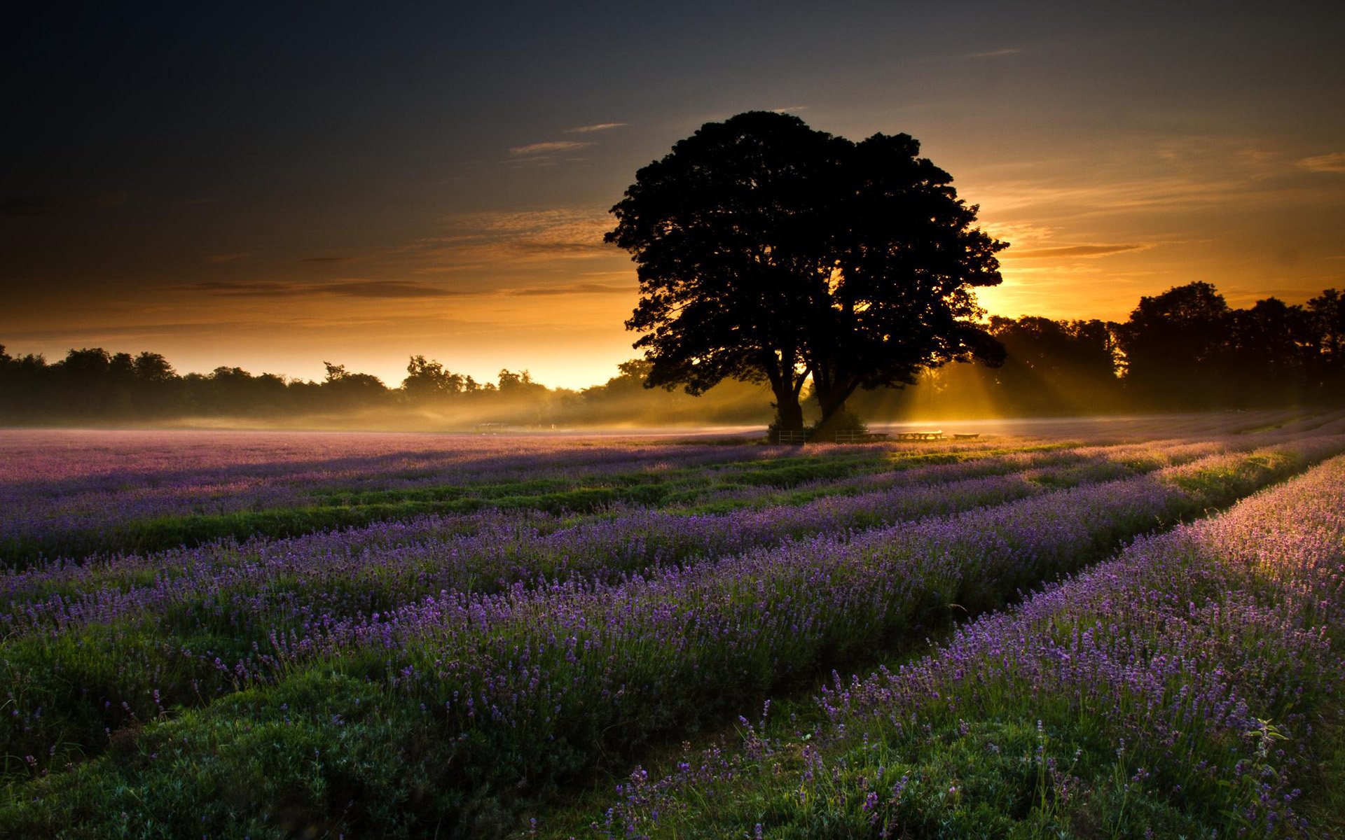 naturaleza paisaje campo lavanda árboles amanecer