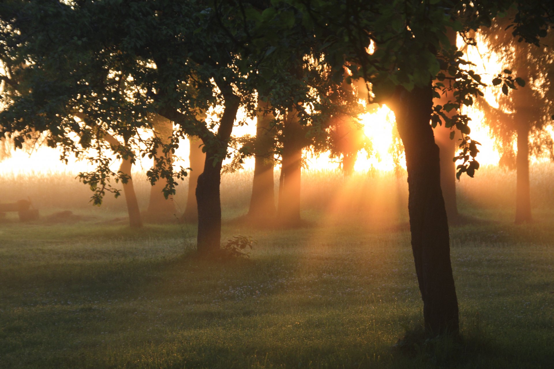 mañana amanecer sol rayos luz árboles jardín bosque hierba vegetación verano naturaleza