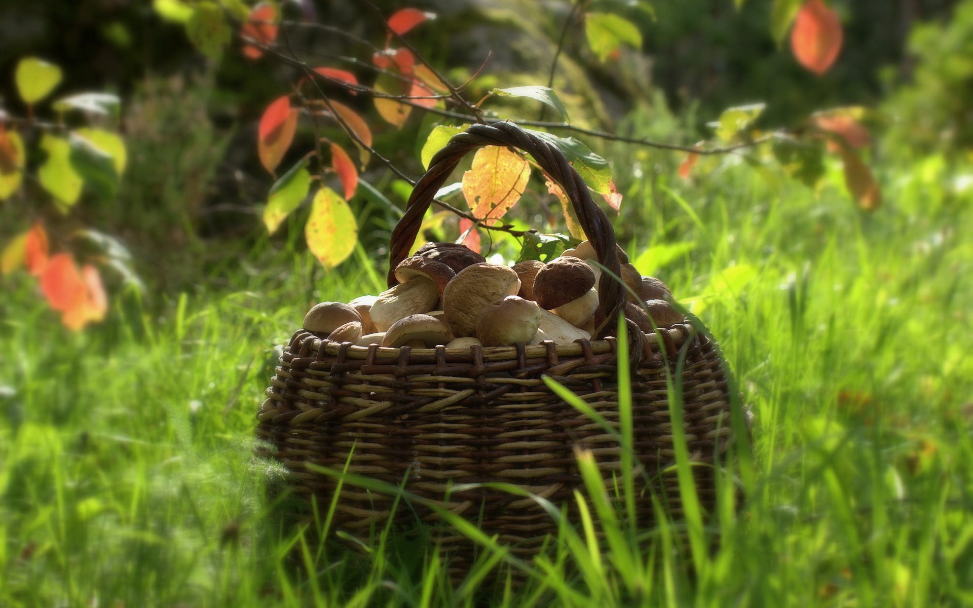 champignons panier nature