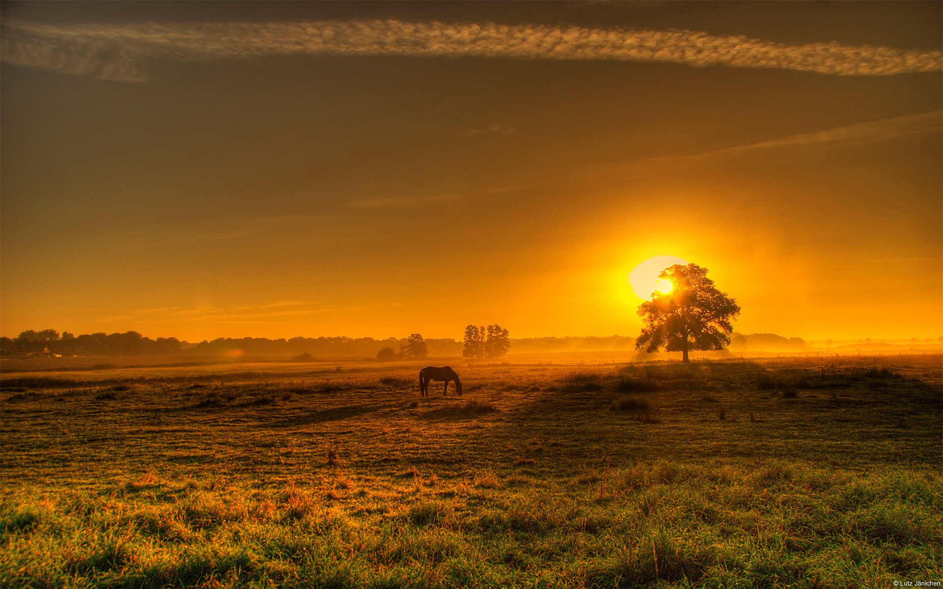 horse sunset the field