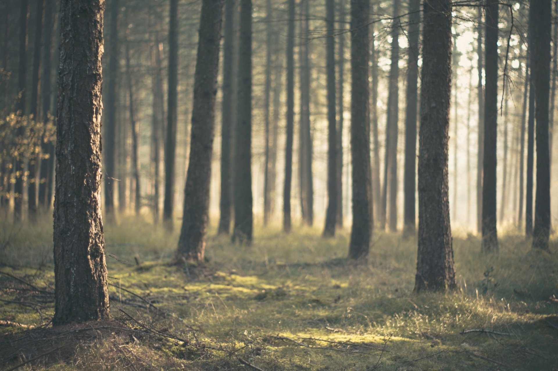 natura foresta tronchi alberi pini