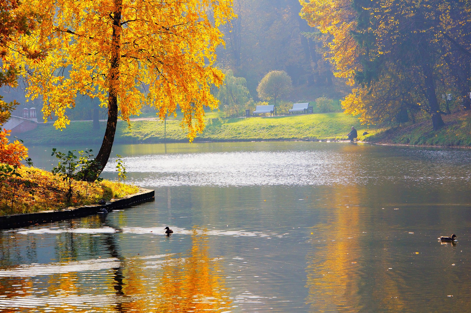 natura jesień staw rzeka park rybak kaczki