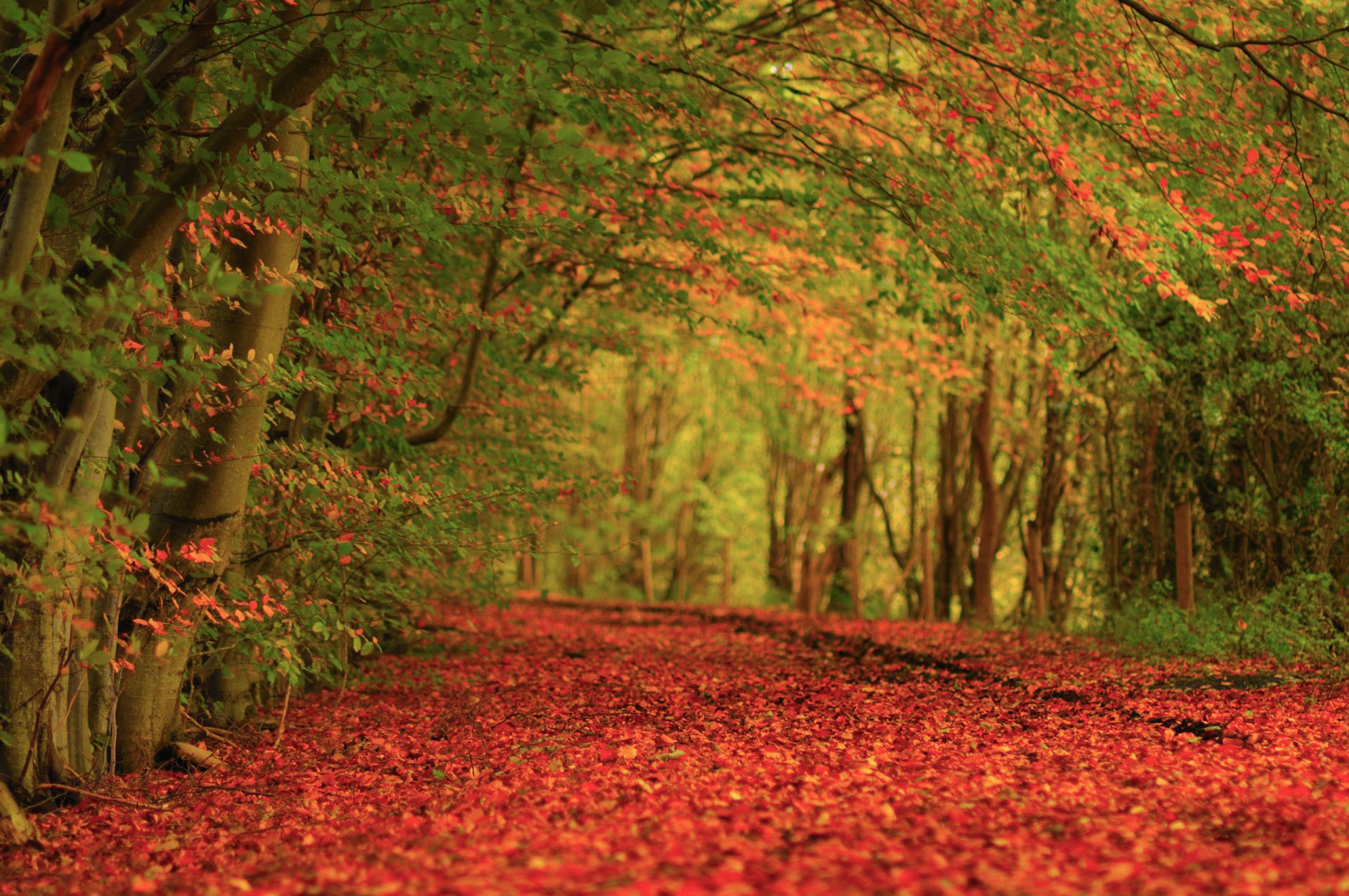 nature automne arbres feuillage tapis