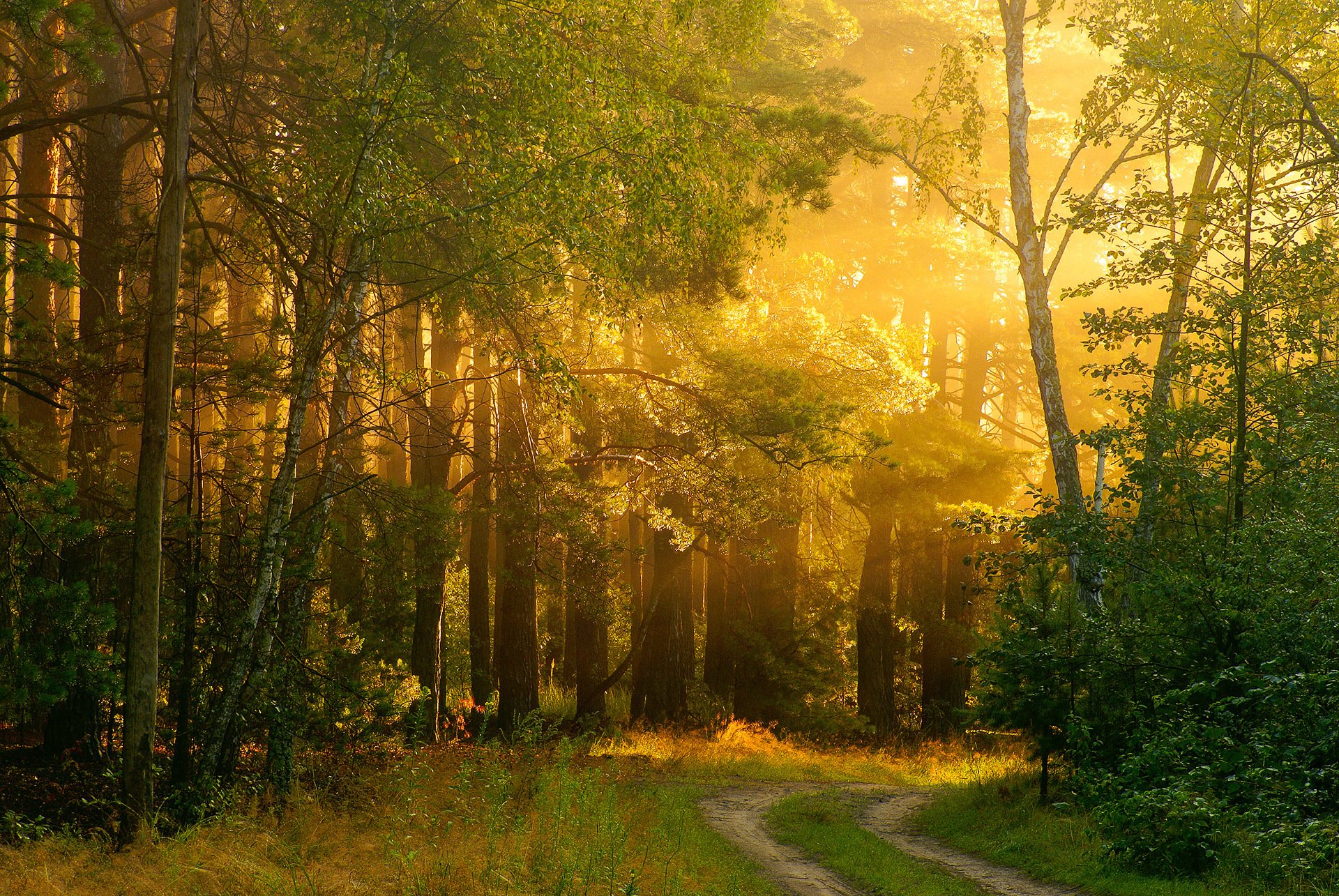 nature forêt route lumière chaleur