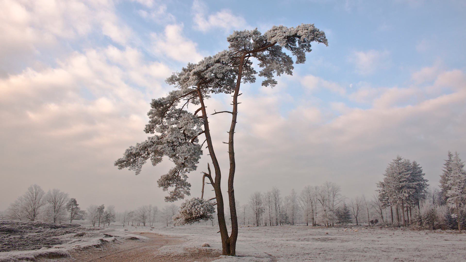 natur baum winter schnee kälte landschaft hintergrundbilder