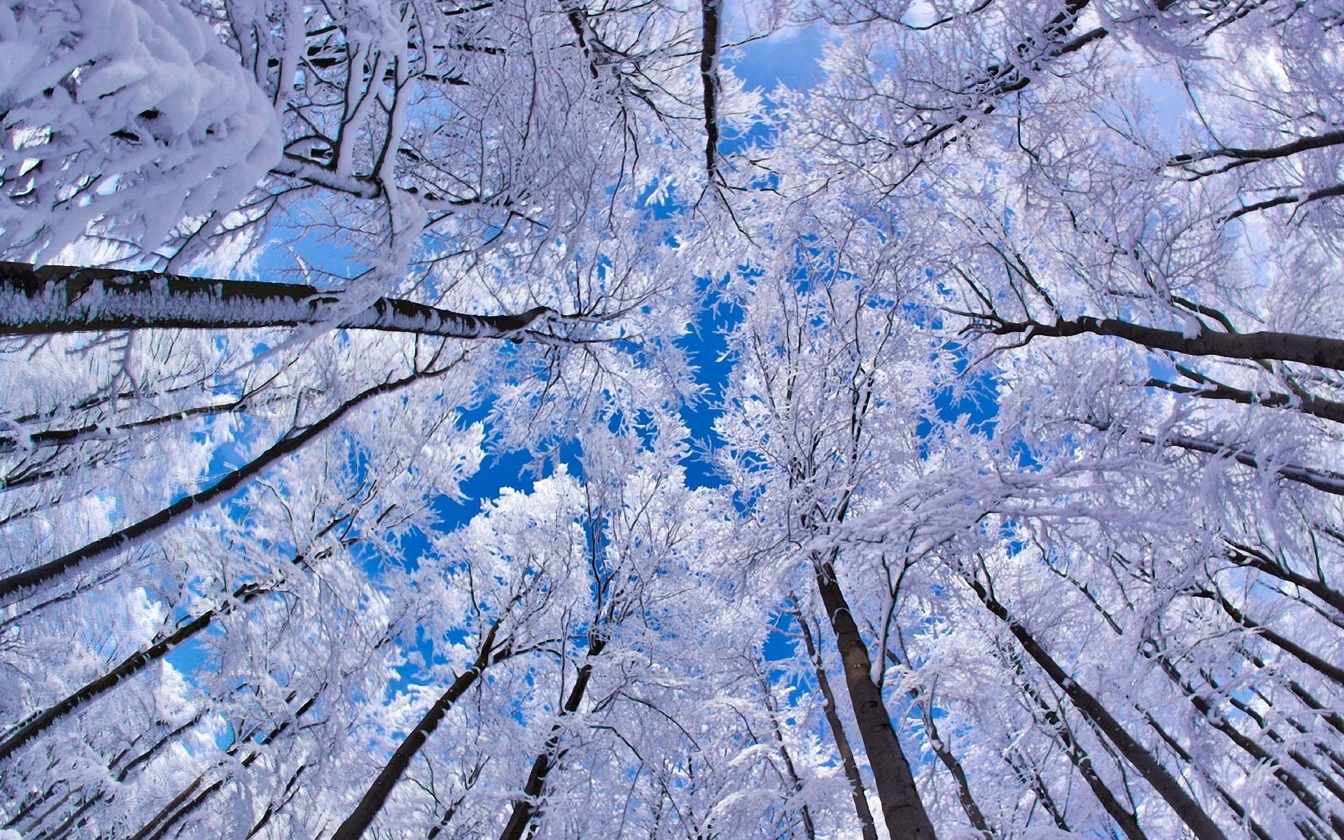 alberi neve cielo inverno