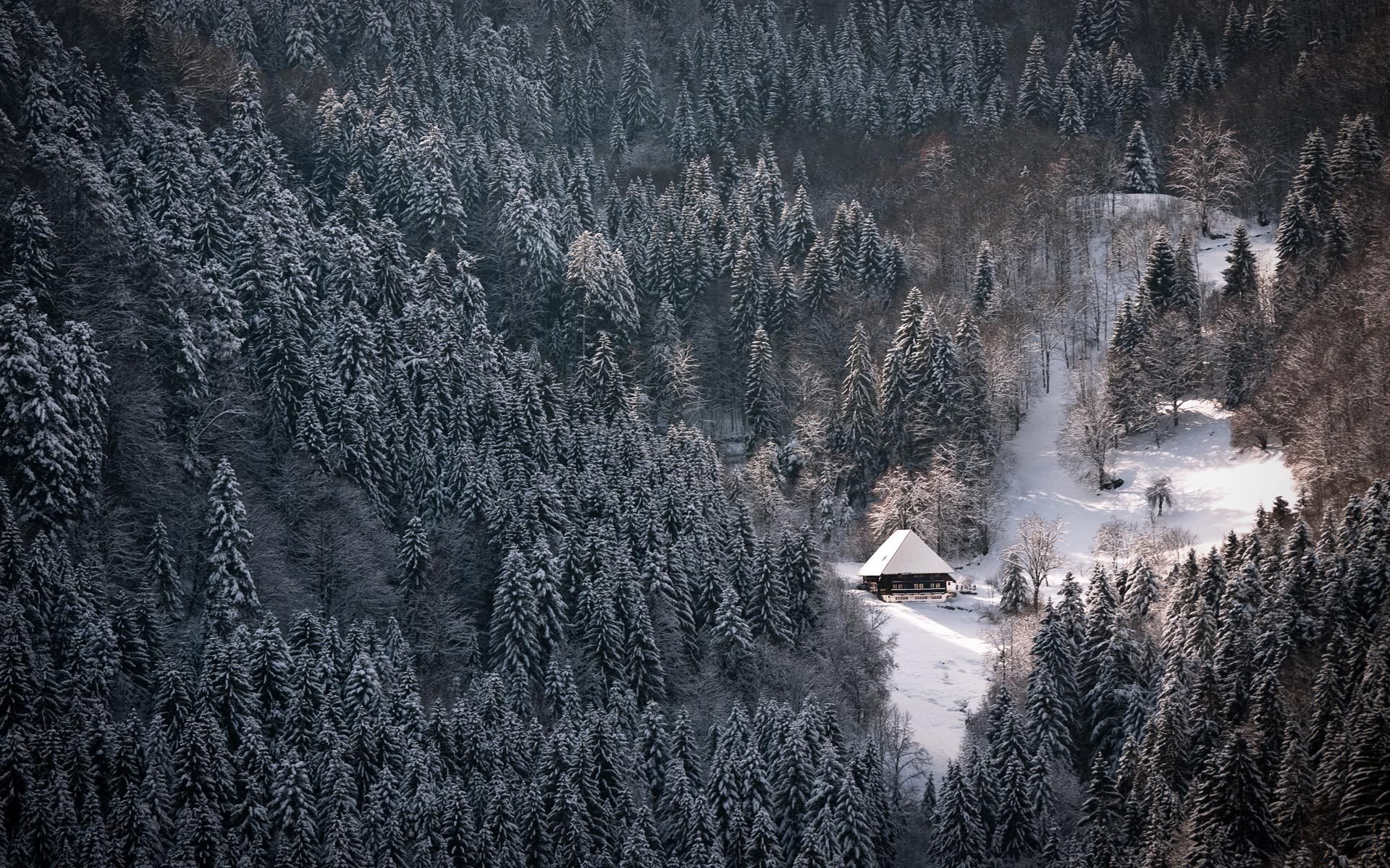 nature forest winter snow house