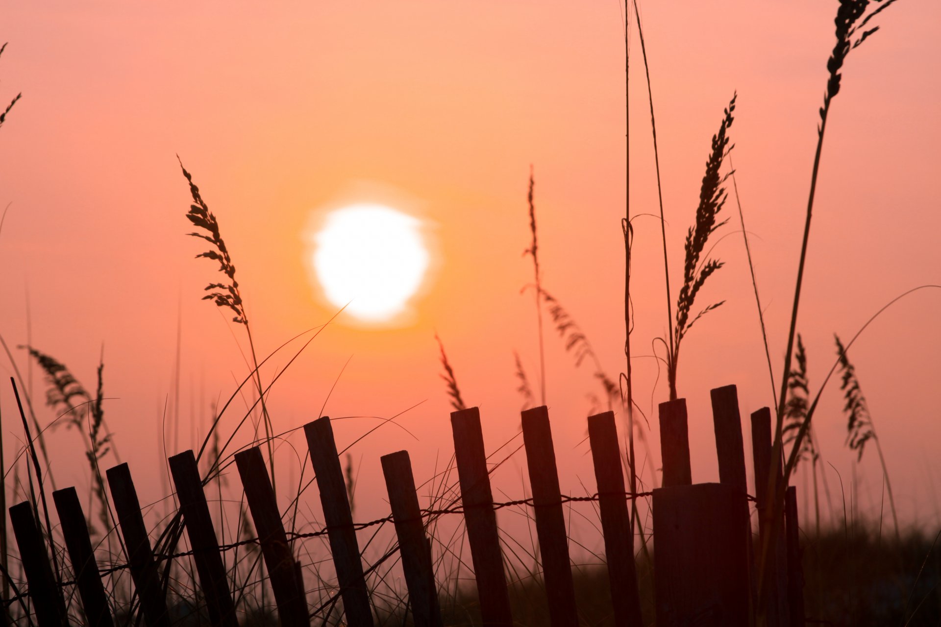 mañana amanecer rosa sol valla valla hierba niebla