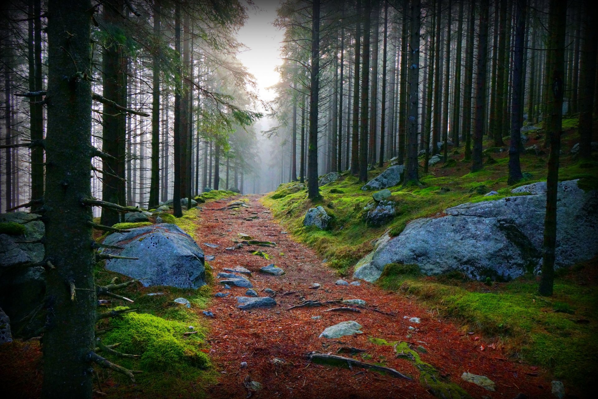 nature forest road stone