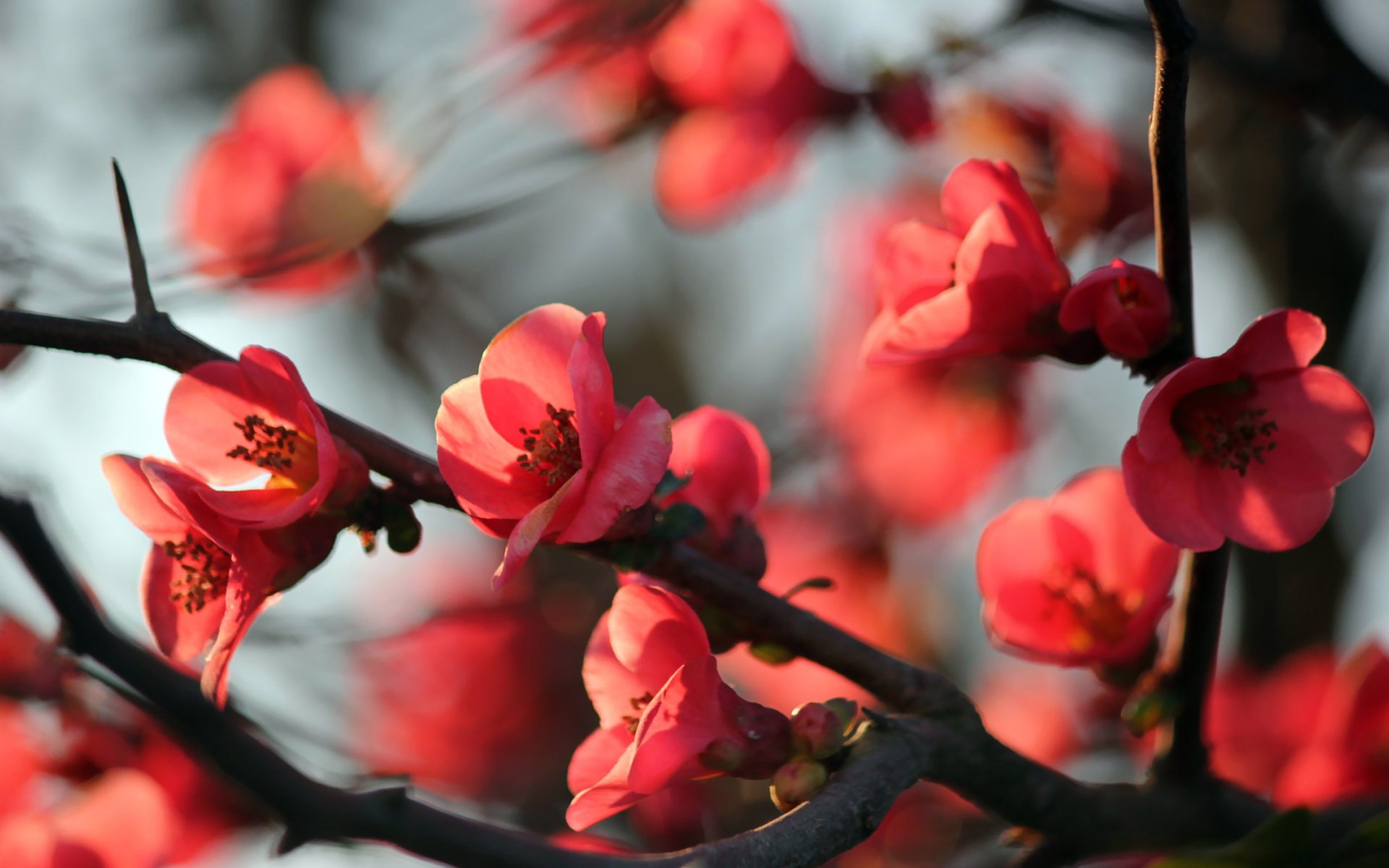 arbre fleurs branches