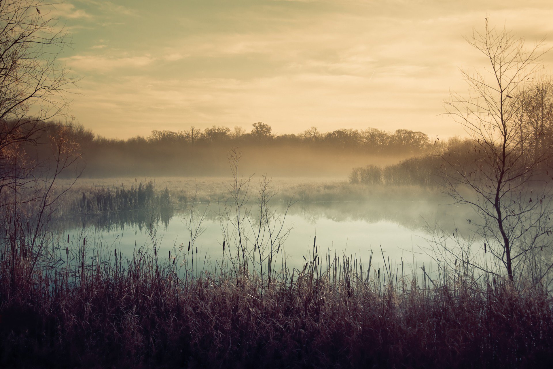 autumn lake plants fog