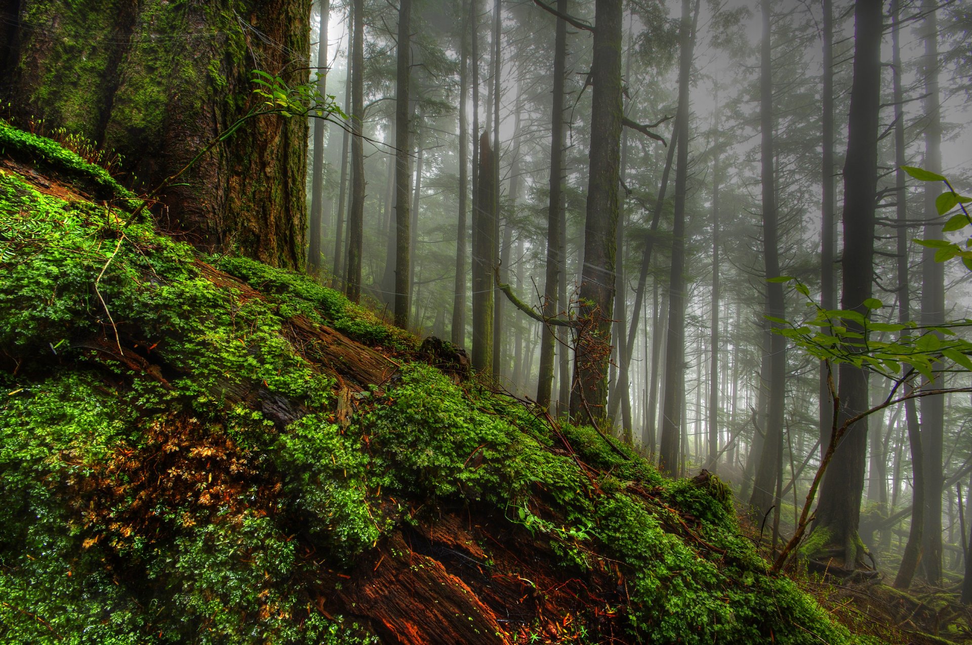 nature forest trees tree moss gra