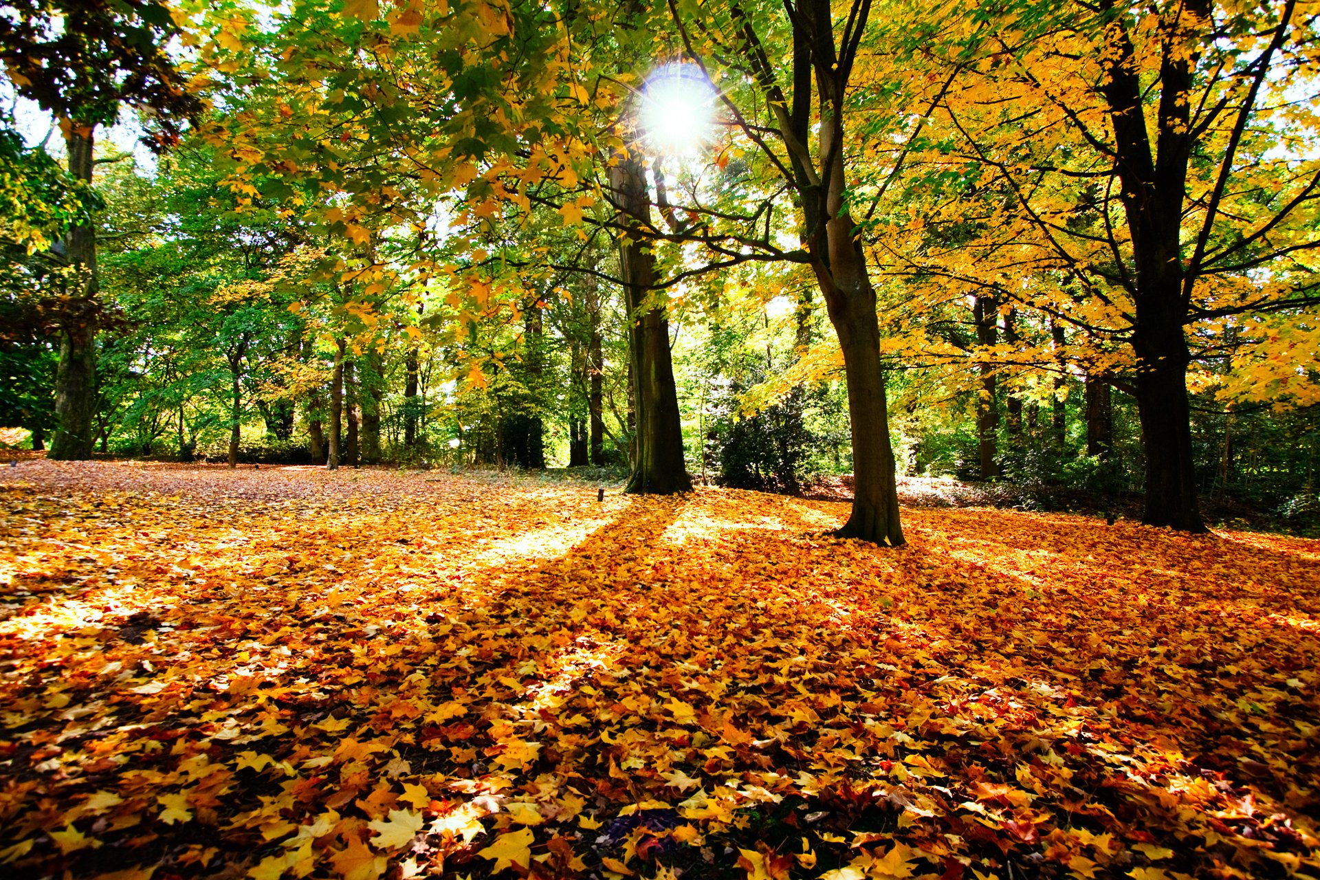 herbst bäume laub sonne