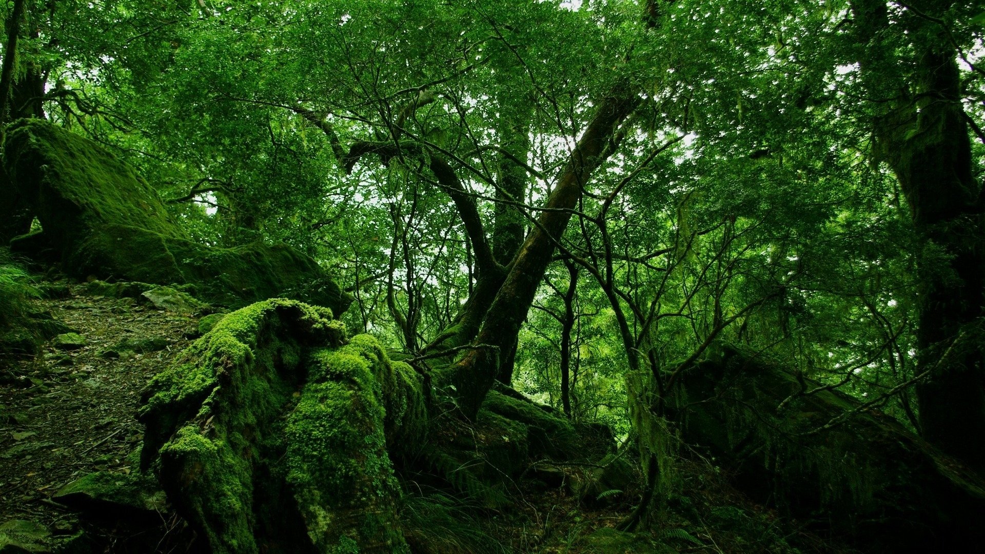 carta da parati 1920x1080 natura vista foresta alberi verde pietra muschio piante rami rami fogliame foglie tronco corona verde crepuscolo