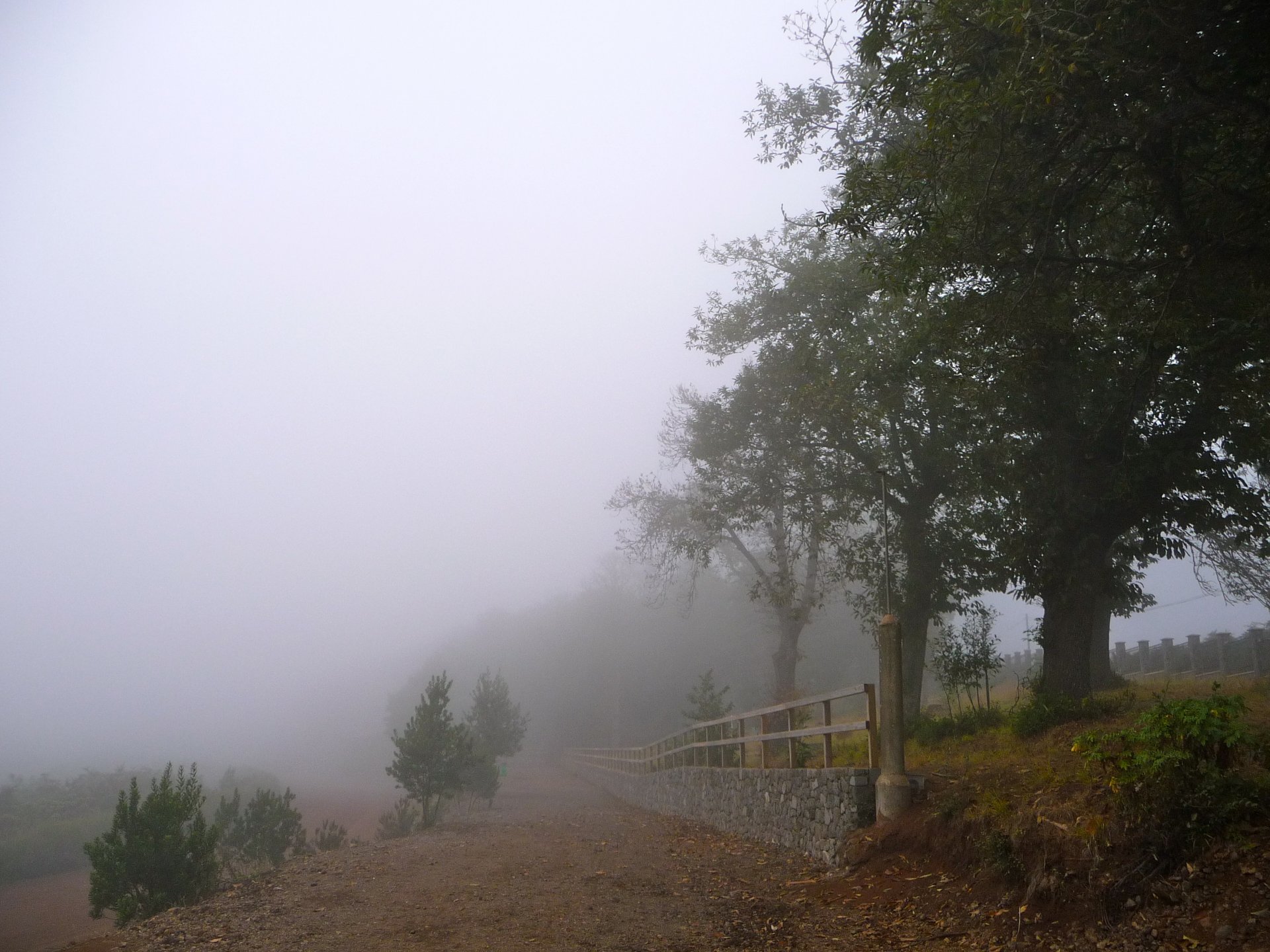 árboles cerca camino pendiente niebla