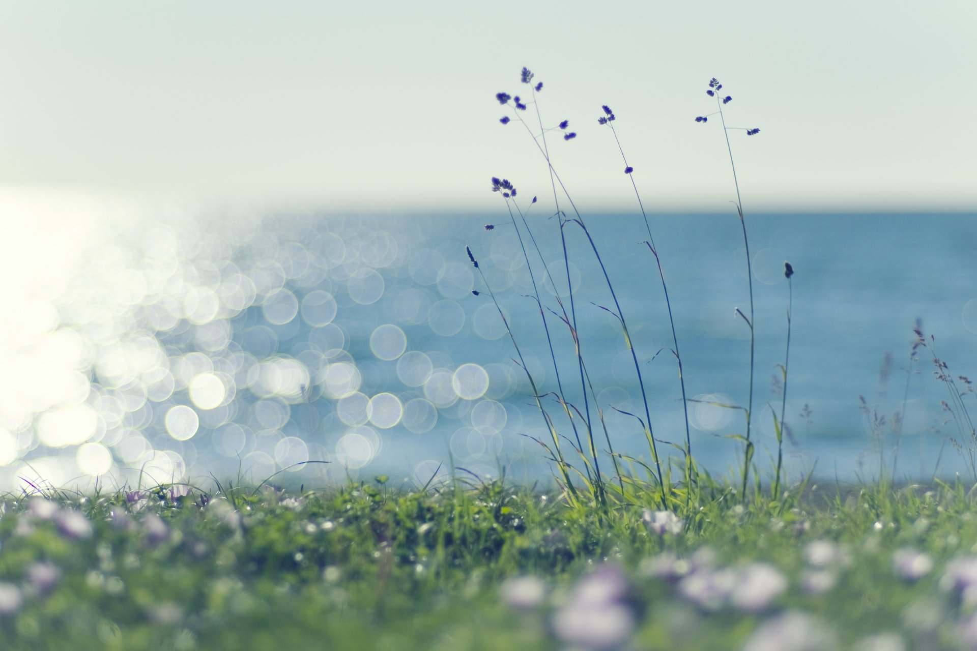 grass lawn lawn greenery green plants spikelets sea water glare light sun wind summer warmth nature