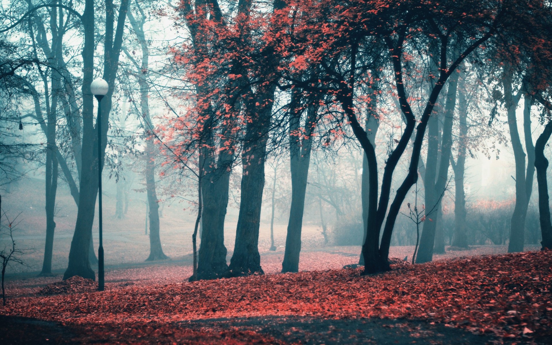 park light tree leaves autumn