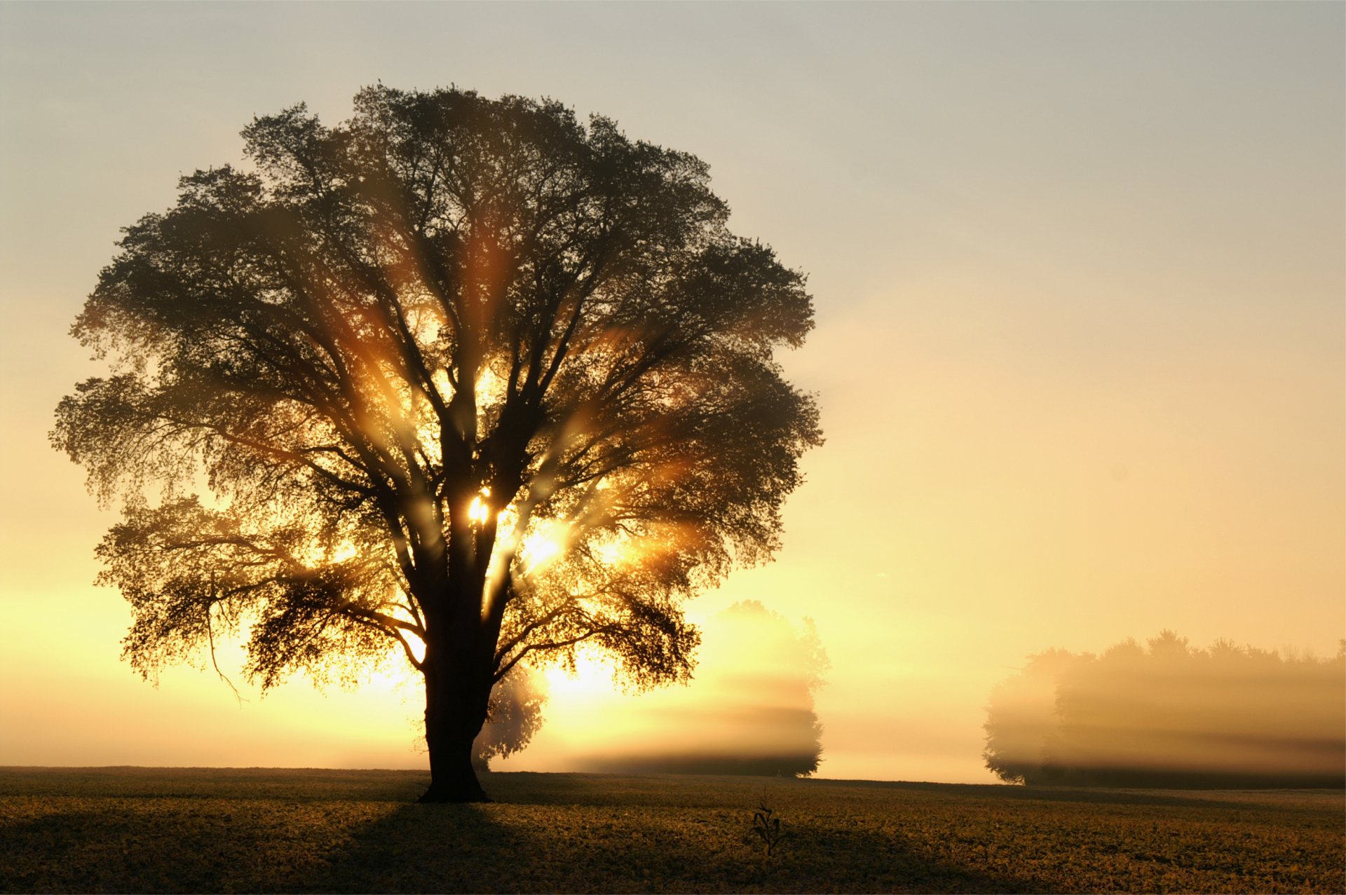 matin aube soleil lumière rayons arbre arbres champ