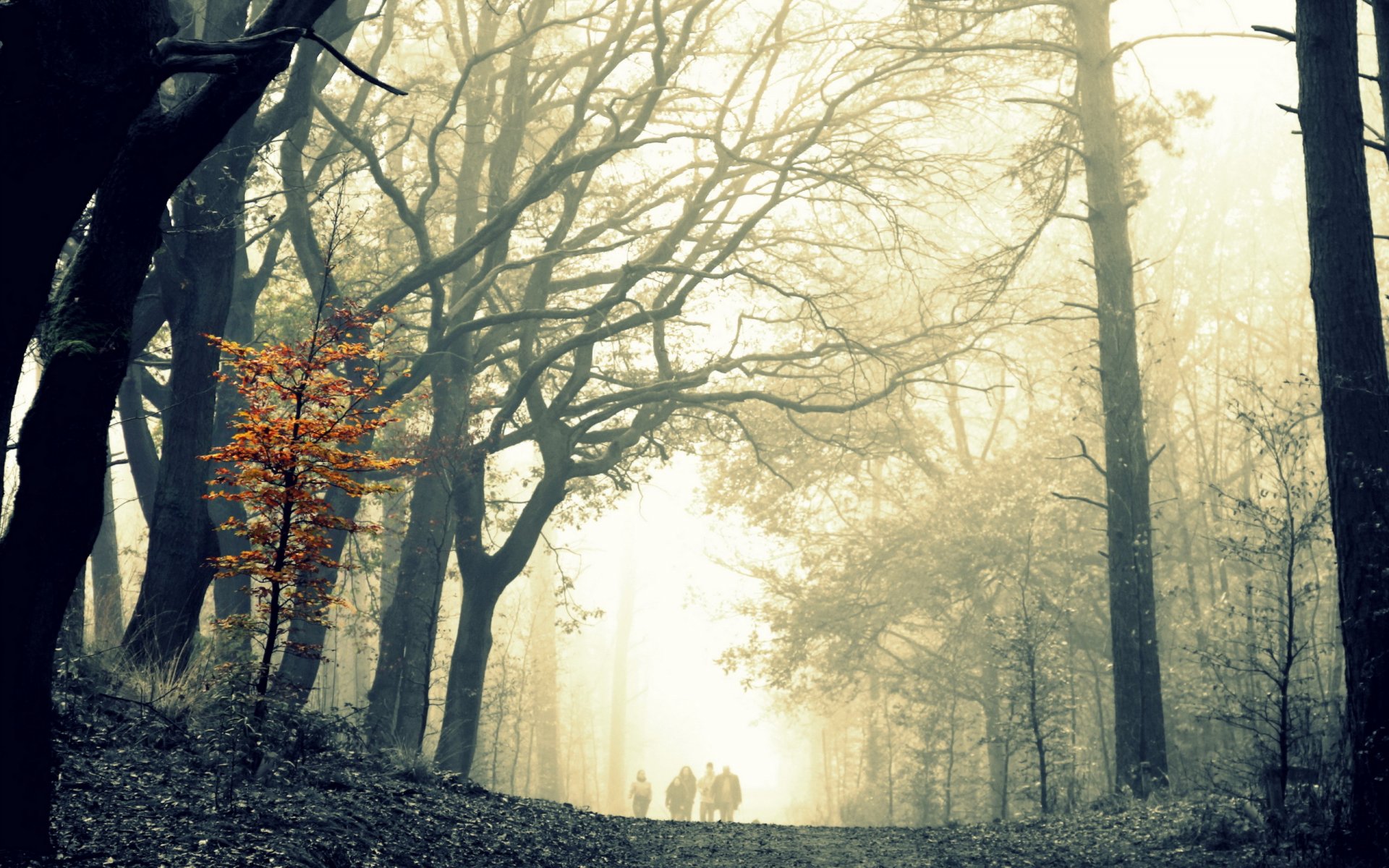 foresta alberi nebbia passeggiata